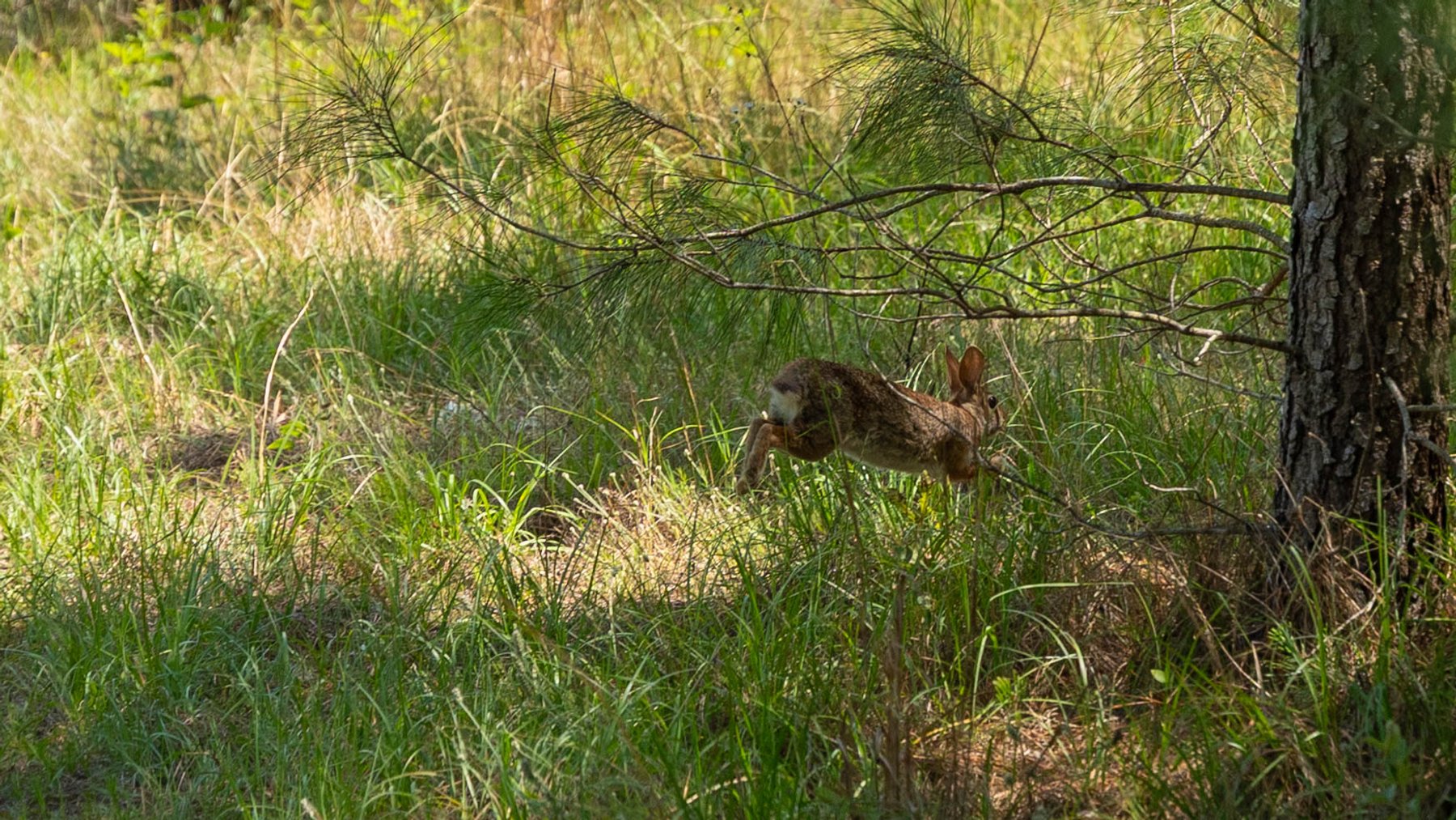Image for 176+/- Acres - 6,546+/- SF Custom Lodge w/ Stocked Ponds & Food Plots - Mature Timber & Rocky Creek Frontage