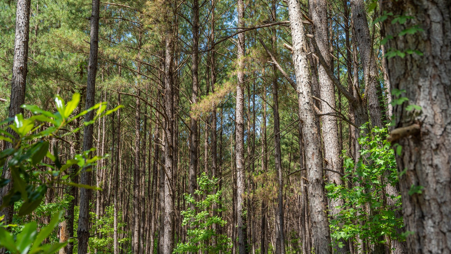 Image for 176+/- Acres - 6,546+/- SF Custom Lodge w/ Stocked Ponds & Food Plots - Mature Timber & Rocky Creek Frontage