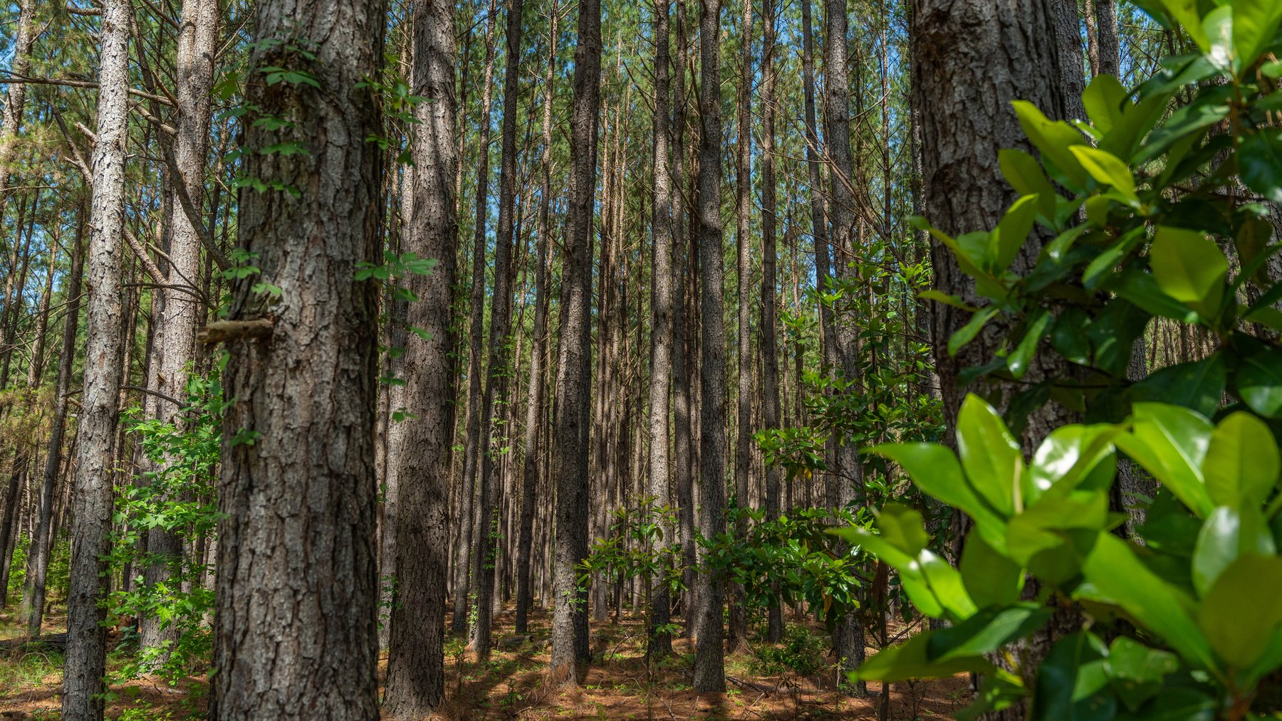Image for 176+/- Acres - 6,546+/- SF Custom Lodge w/ Stocked Ponds & Food Plots - Mature Timber & Rocky Creek Frontage
