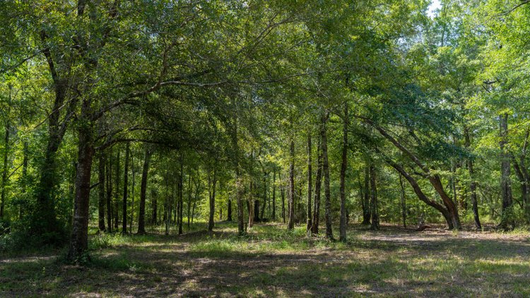 Image for The Kaney Head Creek Place – 251.8 +/- Total Acres - Prime Hunting Tract w/ Mature Hardwoods - Miller County, GA