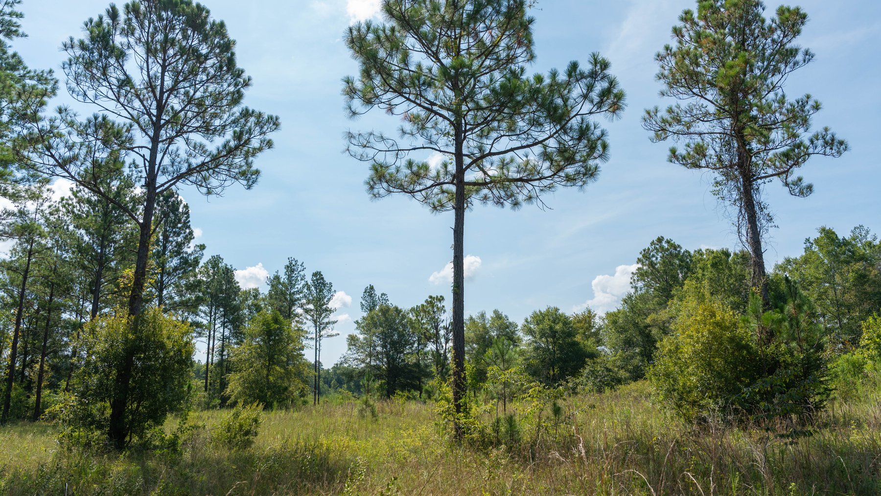 Image for The Kaney Head Creek Place – 251.8 +/- Total Acres - Prime Hunting Tract w/ Mature Hardwoods - Miller County, GA