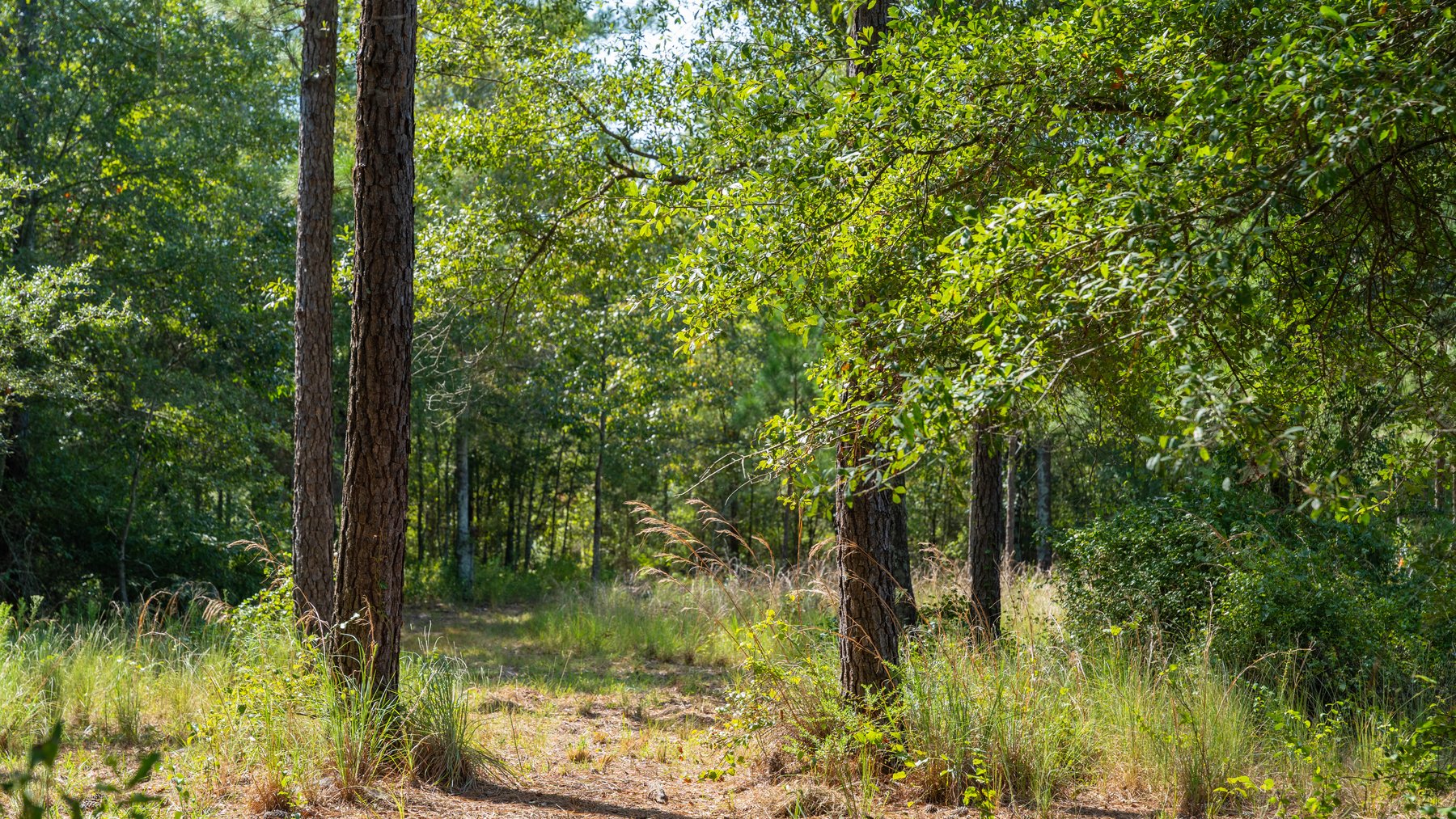 Image for The Kaney Head Creek Place – 251.8 +/- Total Acres - Prime Hunting Tract w/ Mature Hardwoods - Miller County, GA