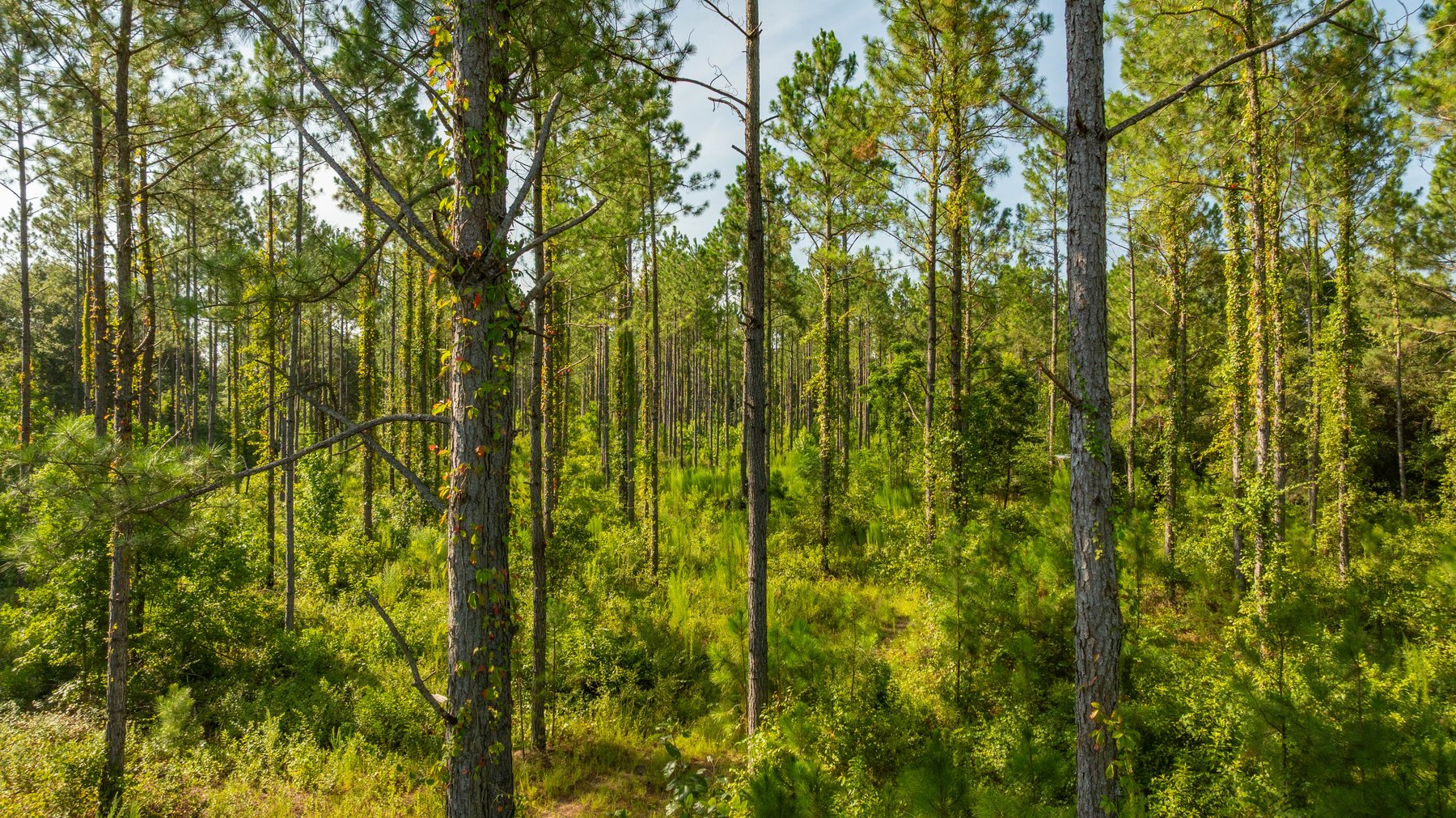 Image for The Kaney Head Creek Place – 251.8 +/- Total Acres - Prime Hunting Tract w/ Mature Hardwoods - Miller County, GA