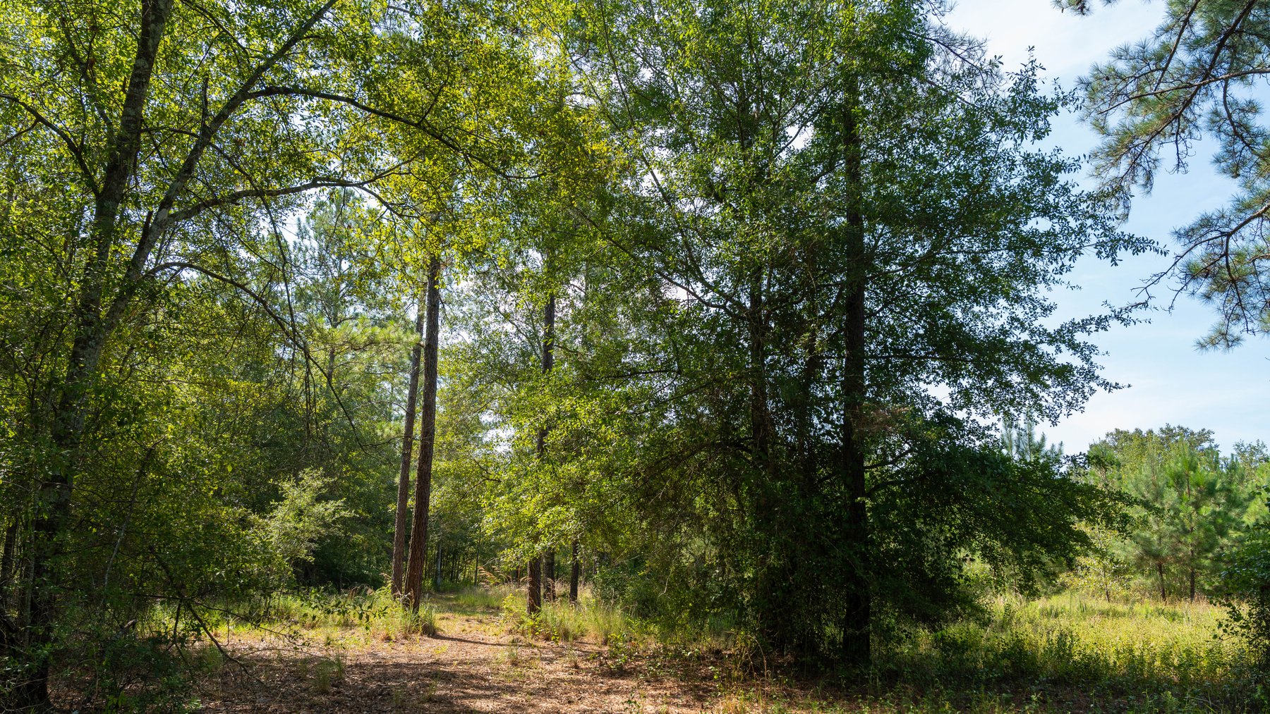 Image for The Kaney Head Creek Place – 251.8 +/- Total Acres - Prime Hunting Tract w/ Mature Hardwoods - Miller County, GA