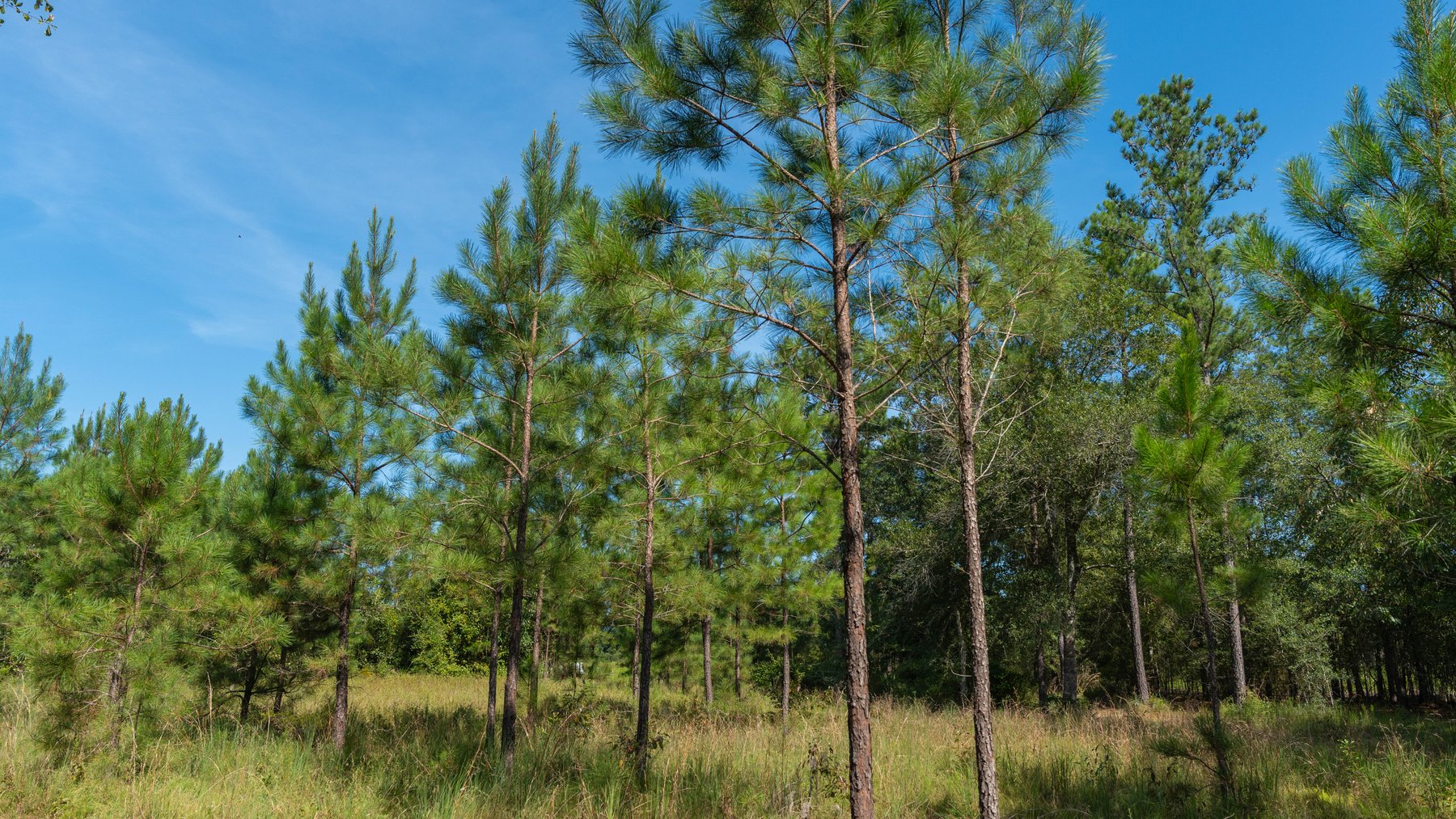 Image for The Kaney Head Creek Place – 251.8 +/- Total Acres - Prime Hunting Tract w/ Mature Hardwoods - Miller County, GA