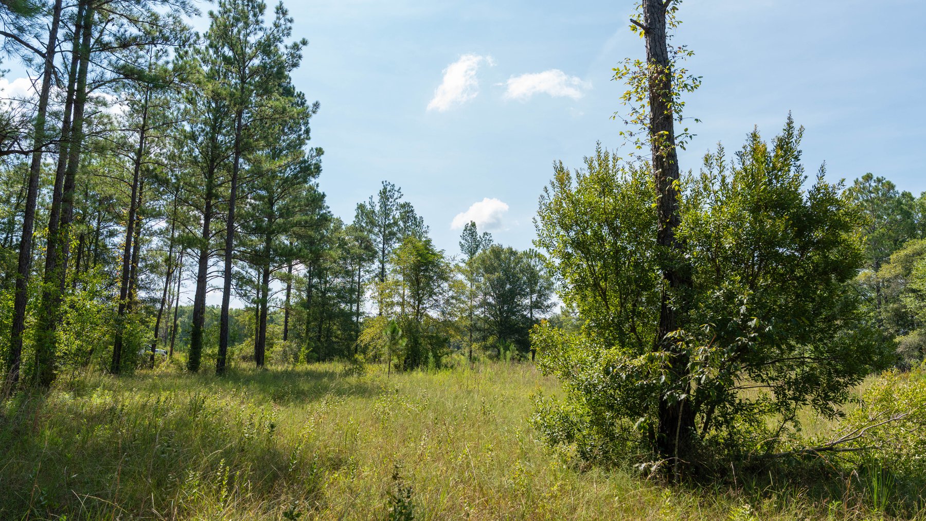 Image for The Kaney Head Creek Place – 251.8 +/- Total Acres - Prime Hunting Tract w/ Mature Hardwoods - Miller County, GA