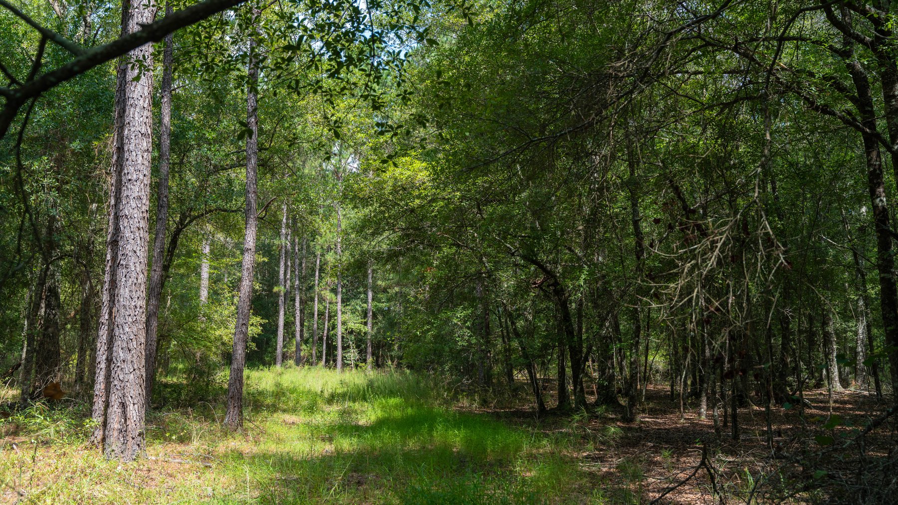 Image for The Kaney Head Creek Place – 251.8 +/- Total Acres - Prime Hunting Tract w/ Mature Hardwoods - Miller County, GA