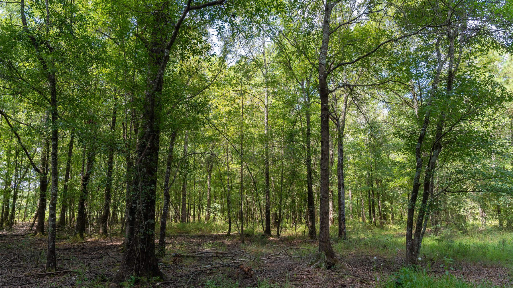 Image for The Kaney Head Creek Place – 251.8 +/- Total Acres - Prime Hunting Tract w/ Mature Hardwoods - Miller County, GA