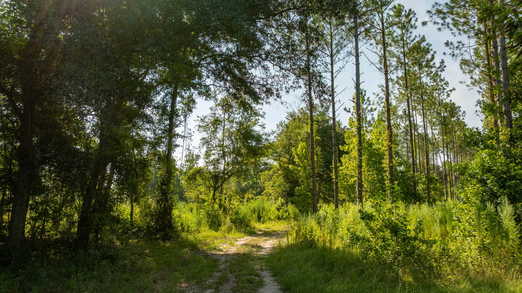 Image for The Kaney Head Creek Place – 251.8 +/- Total Acres - Prime Hunting Tract w/ Mature Hardwoods - Miller County, GA