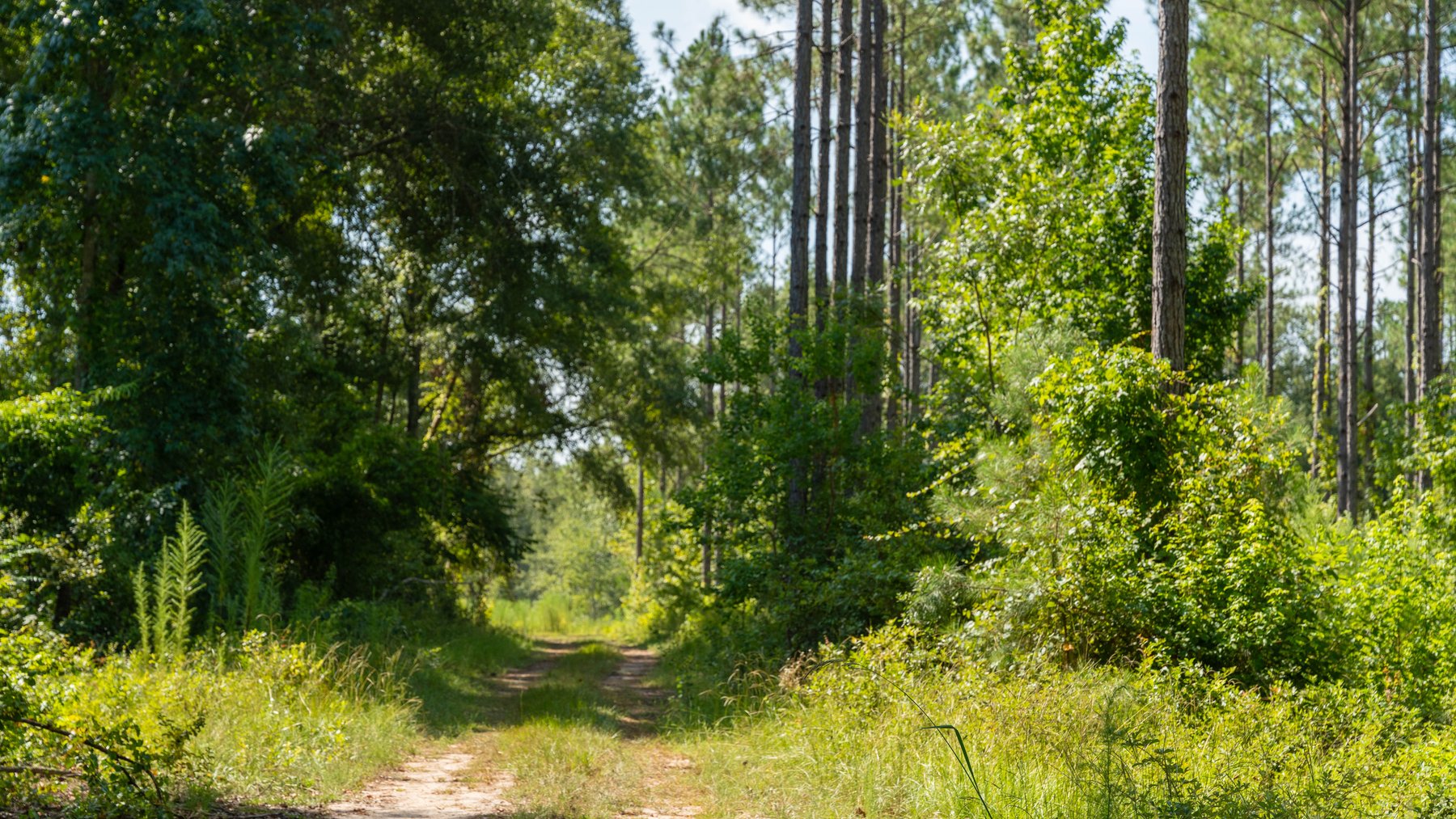 Image for The Kaney Head Creek Place – 251.8 +/- Total Acres - Prime Hunting Tract w/ Mature Hardwoods - Miller County, GA