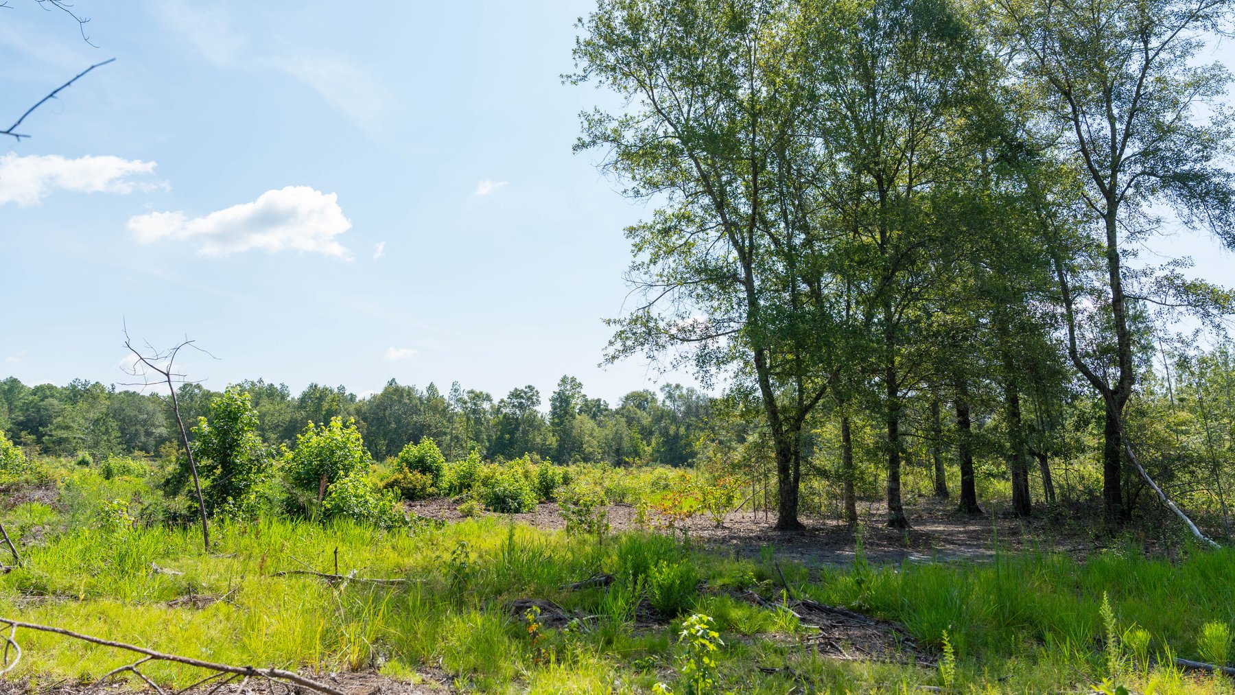 Image for The Kaney Head Creek Place – 251.8 +/- Total Acres - Prime Hunting Tract w/ Mature Hardwoods - Miller County, GA
