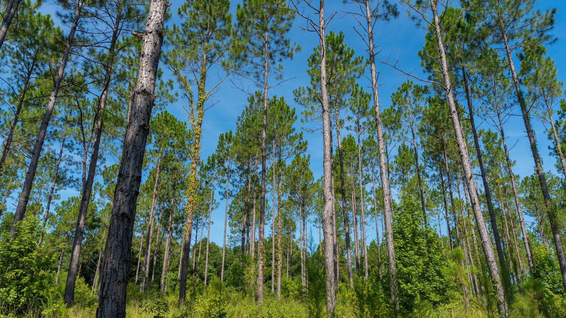 Image for The Kaney Head Creek Place – 251.8 +/- Total Acres - Prime Hunting Tract w/ Mature Hardwoods - Miller County, GA