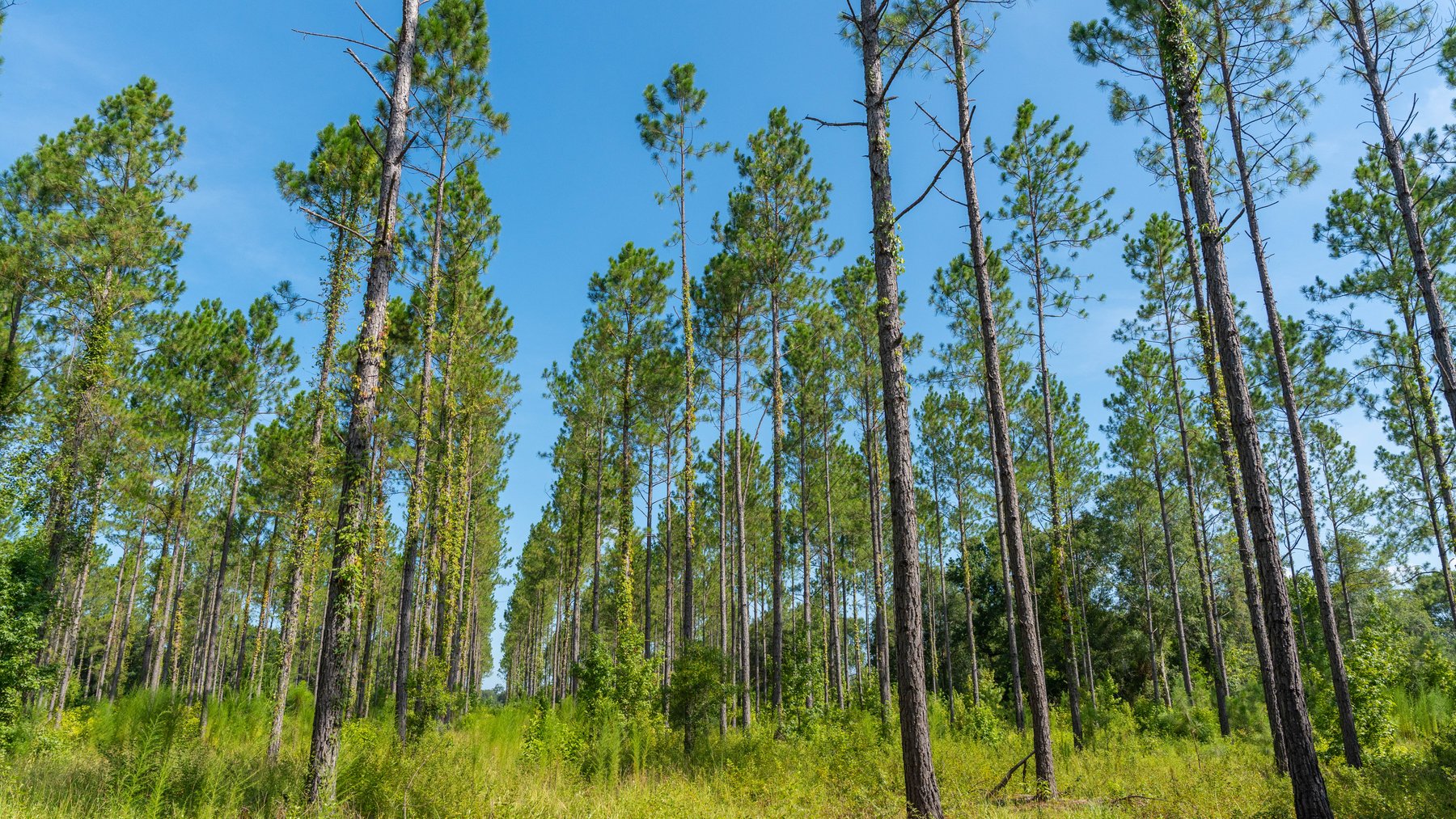 Image for The Kaney Head Creek Place – 251.8 +/- Total Acres - Prime Hunting Tract w/ Mature Hardwoods - Miller County, GA