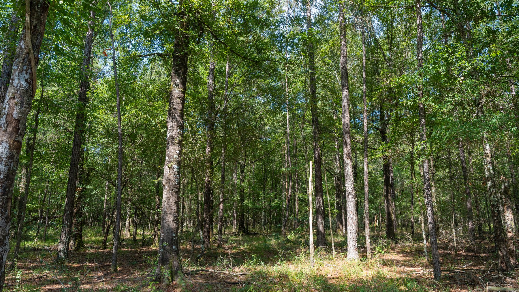 Image for The Kaney Head Creek Place – 251.8 +/- Total Acres - Prime Hunting Tract w/ Mature Hardwoods - Miller County, GA