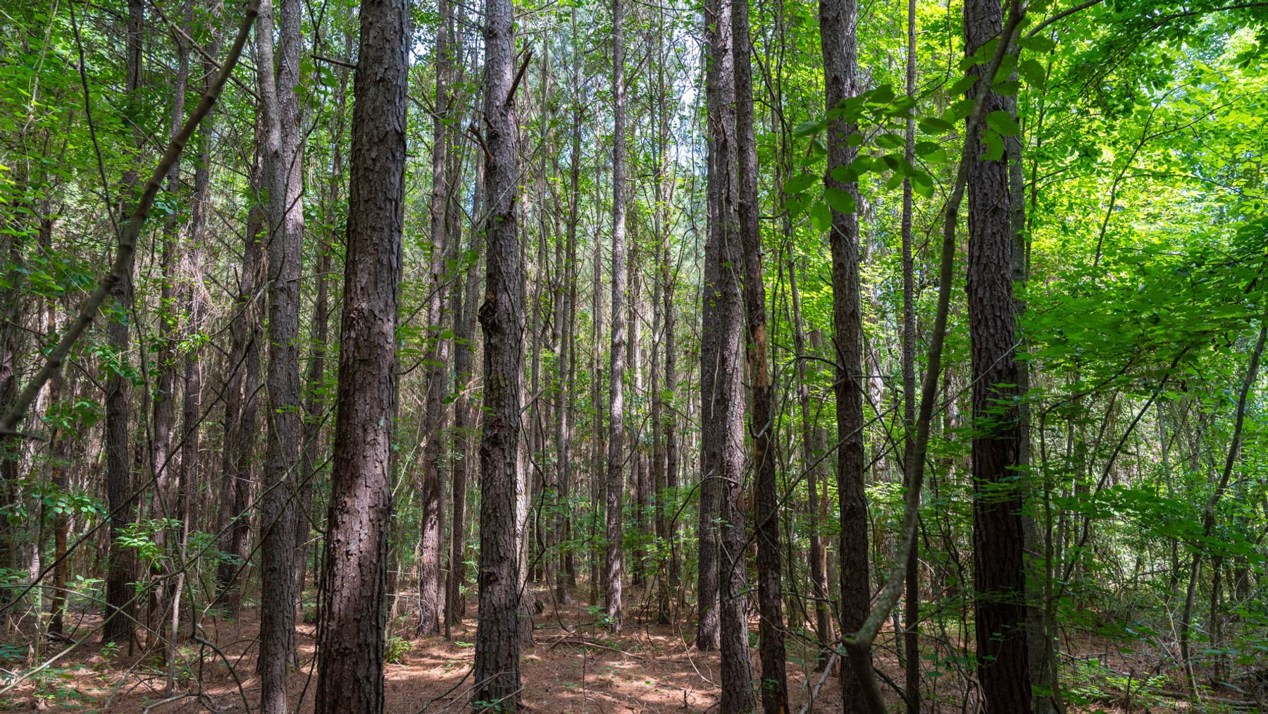 Image for 28.58+/- Total Acres -  Rental Home w/ Mature Timber - Recreational & Investment Opportunity