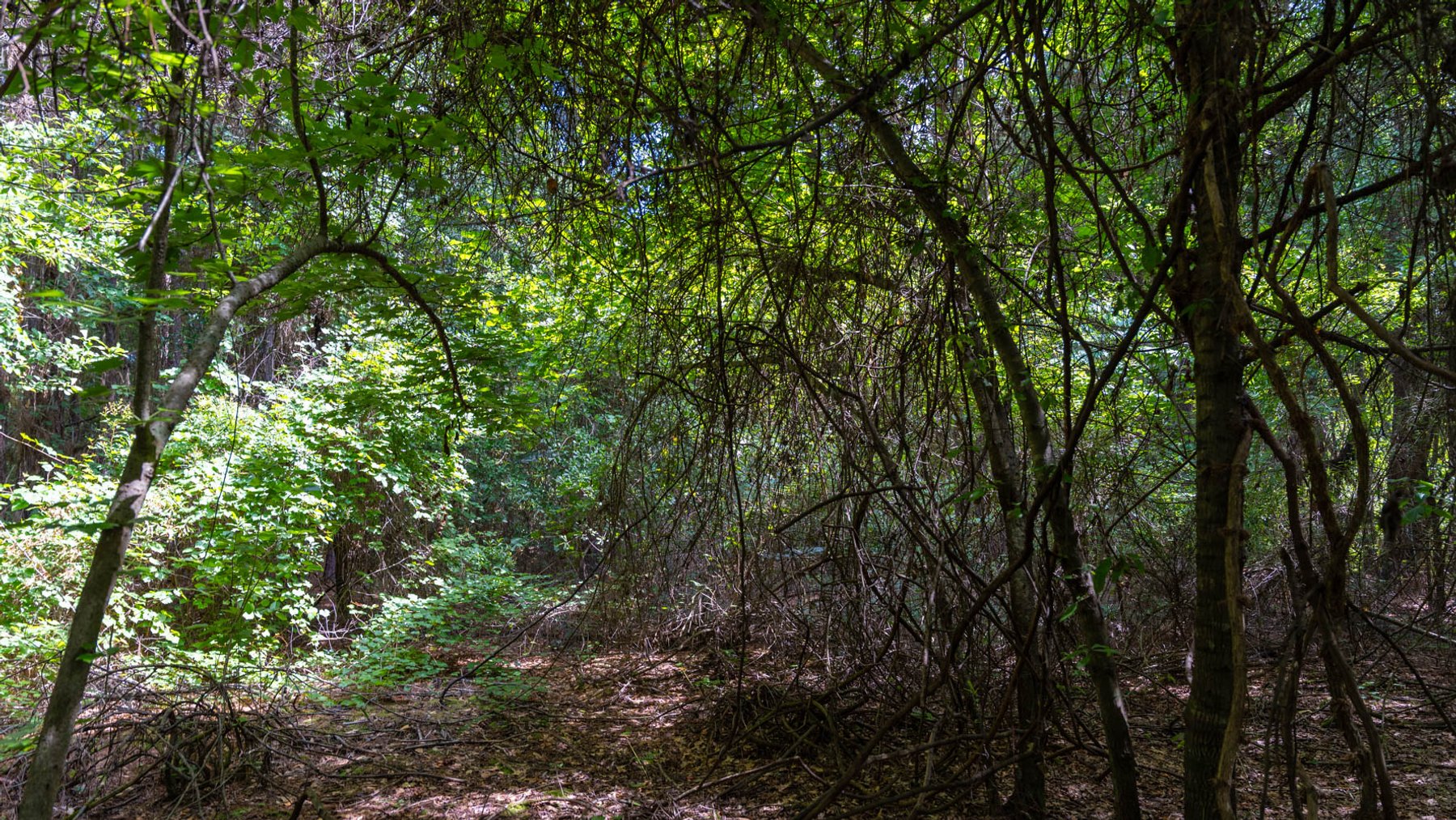 Image for 28.58+/- Total Acres -  Rental Home w/ Mature Timber - Recreational & Investment Opportunity