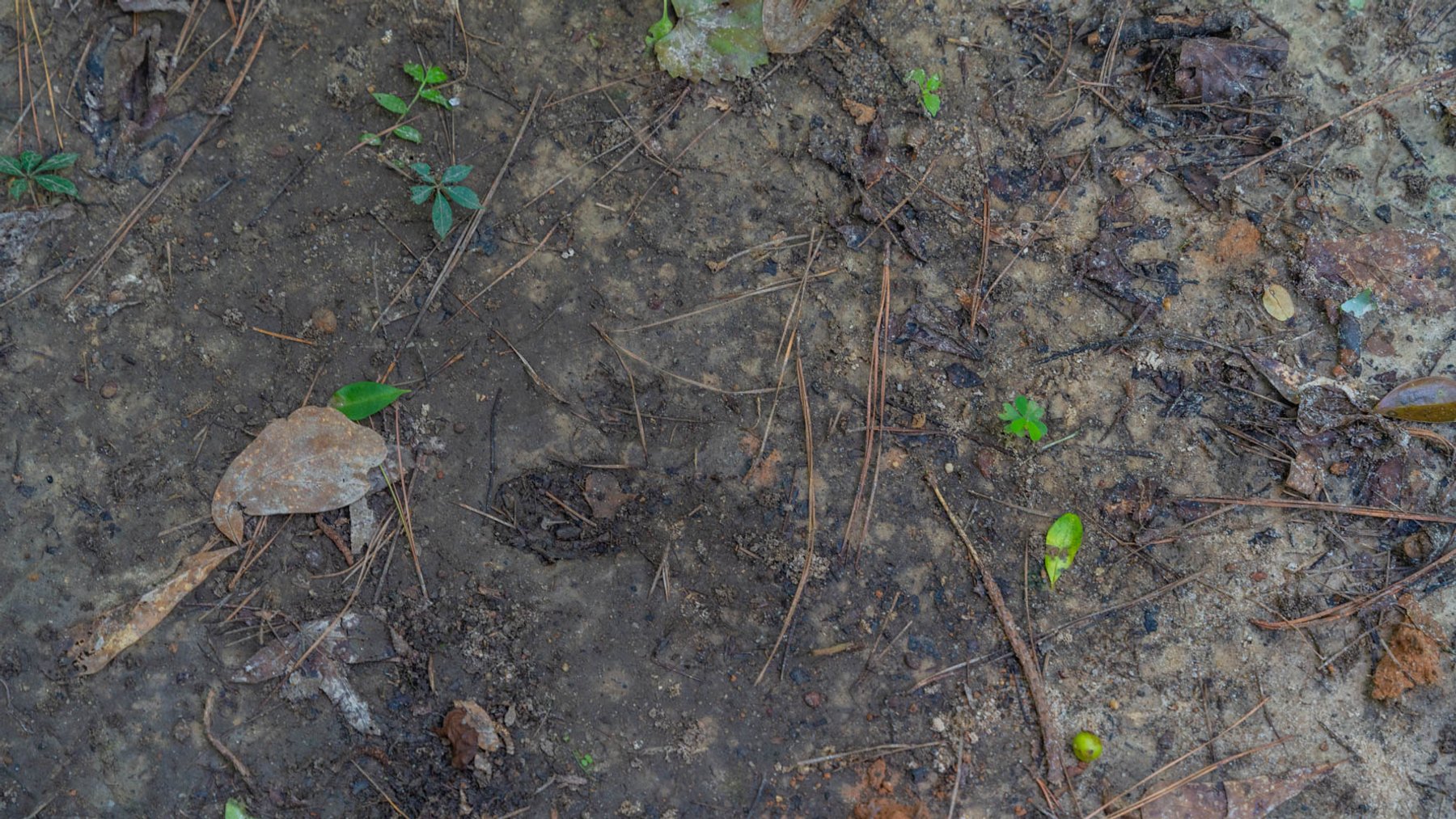 Image for 28.58+/- Total Acres -  Rental Home w/ Mature Timber - Recreational & Investment Opportunity