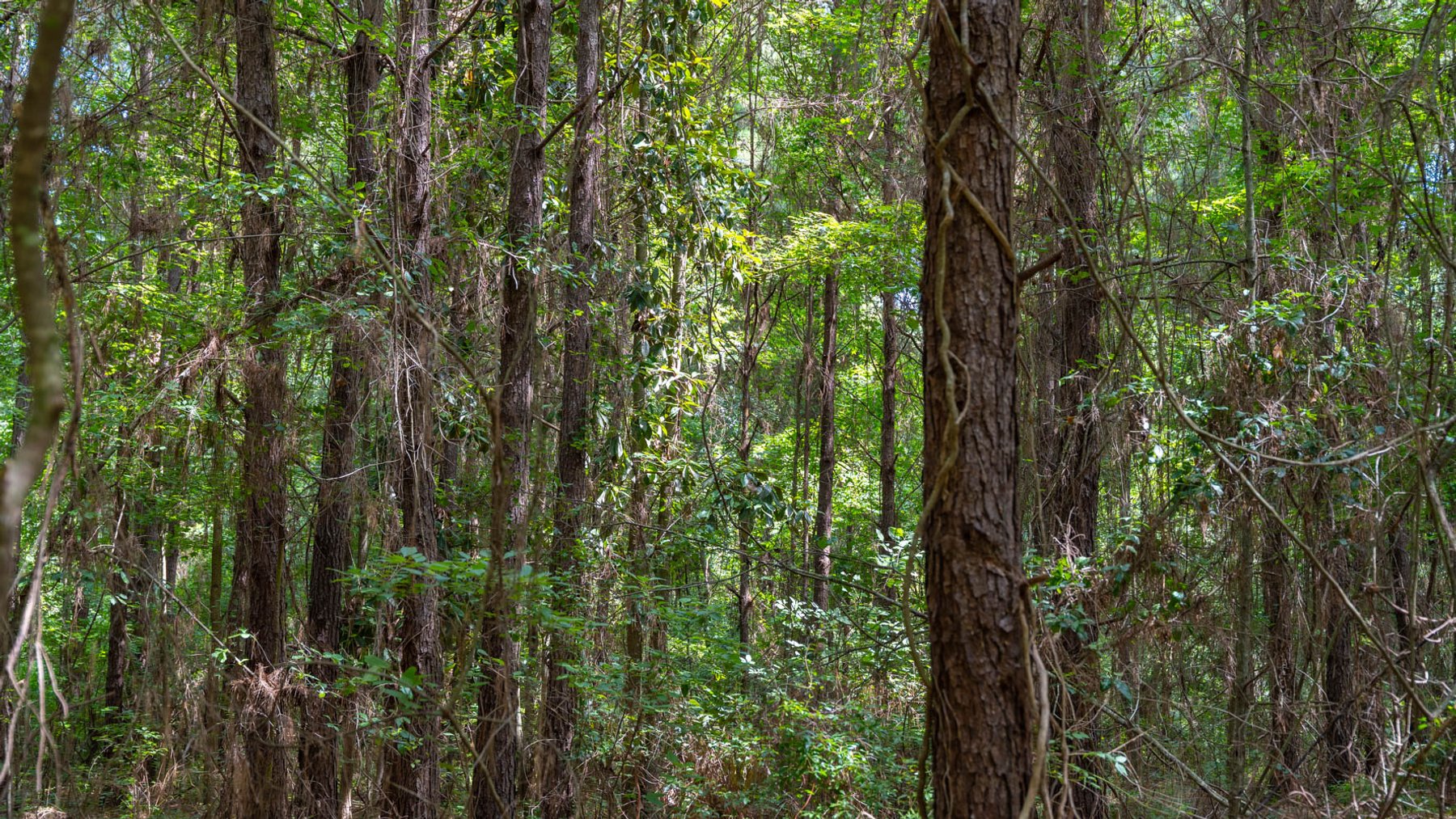 Image for 28.58+/- Total Acres -  Rental Home w/ Mature Timber - Recreational & Investment Opportunity