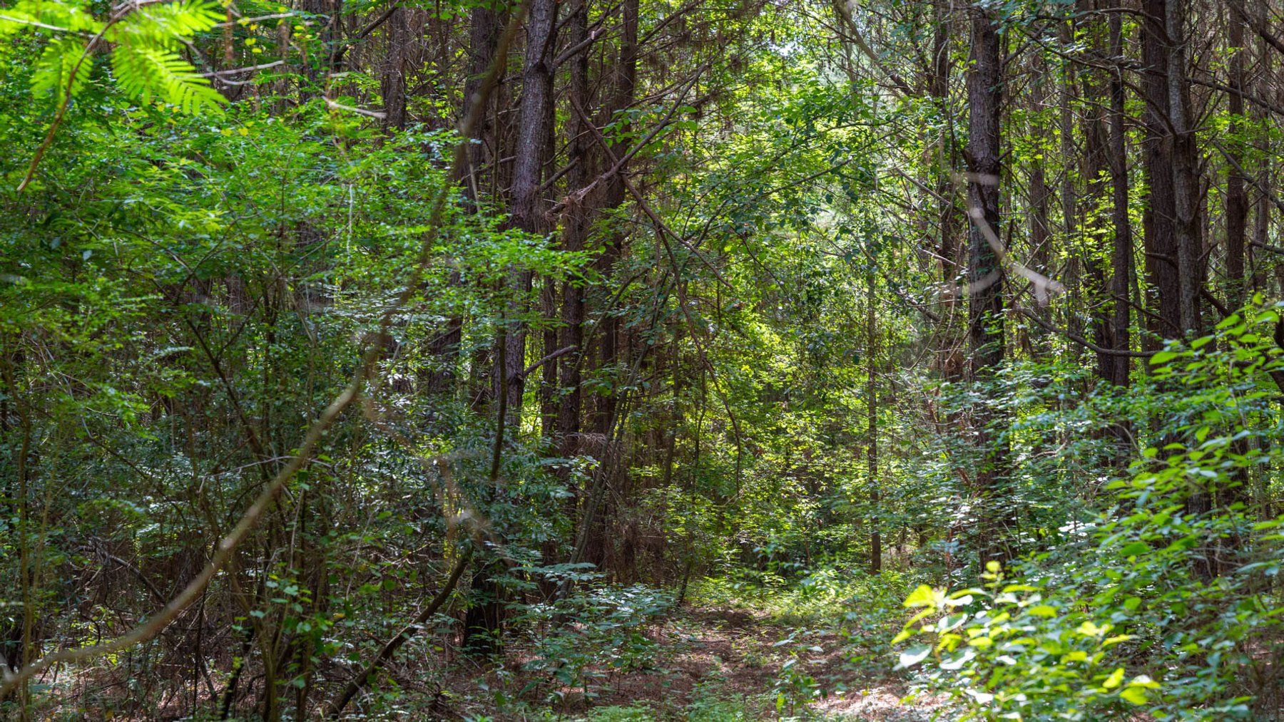 Image for 28.58+/- Total Acres -  Rental Home w/ Mature Timber - Recreational & Investment Opportunity