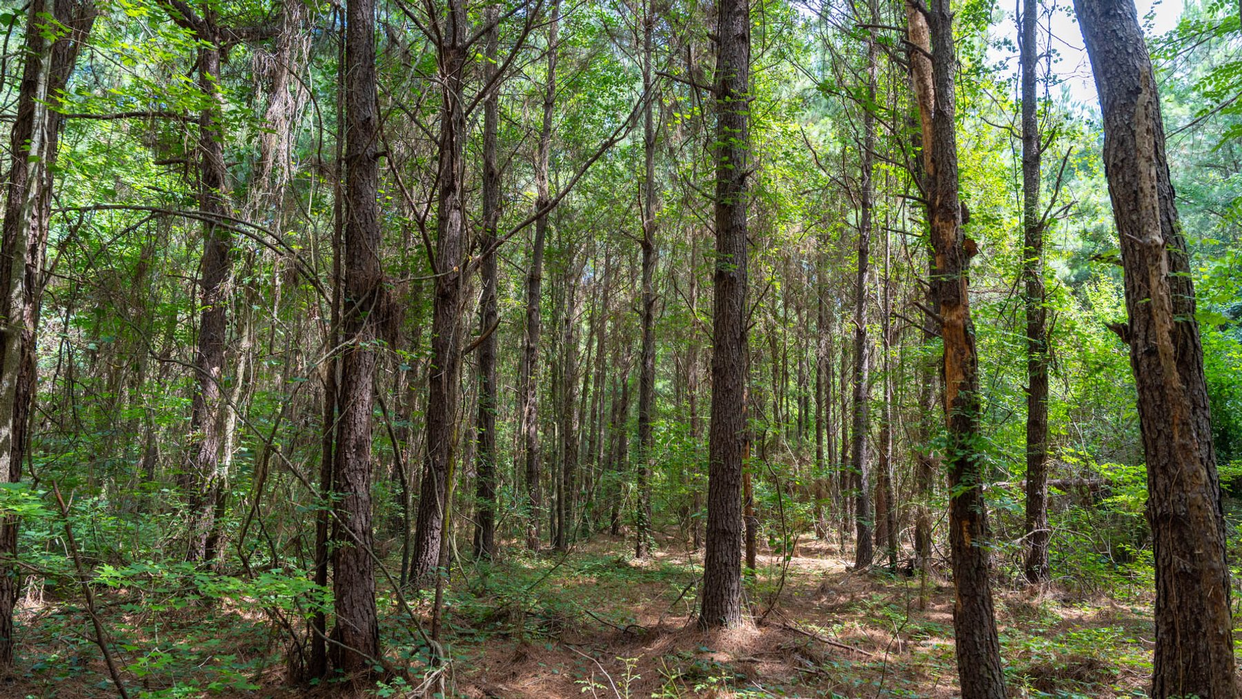 Image for 28.58+/- Total Acres -  Rental Home w/ Mature Timber - Recreational & Investment Opportunity