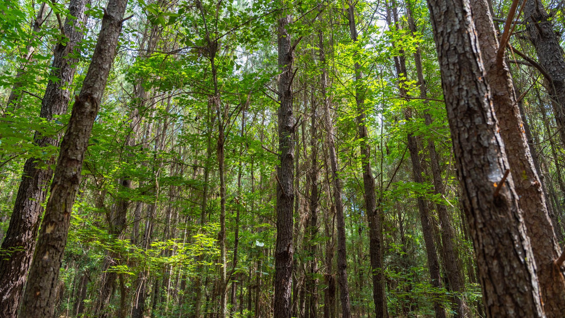 Image for 28.58+/- Total Acres -  Rental Home w/ Mature Timber - Recreational & Investment Opportunity