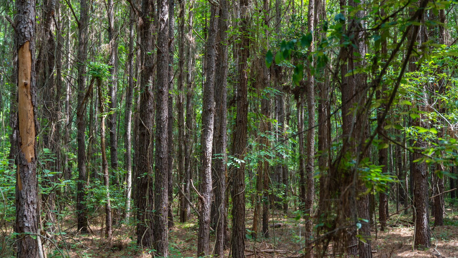 Image for 28.58+/- Total Acres -  Rental Home w/ Mature Timber - Recreational & Investment Opportunity