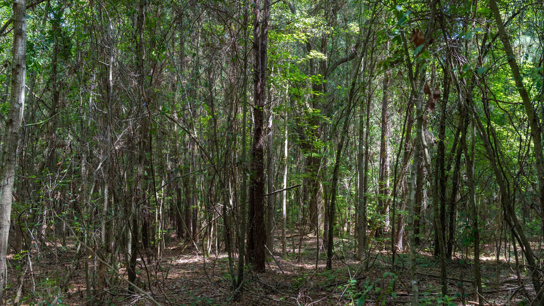 Image for 28.58+/- Total Acres -  Rental Home w/ Mature Timber - Recreational & Investment Opportunity