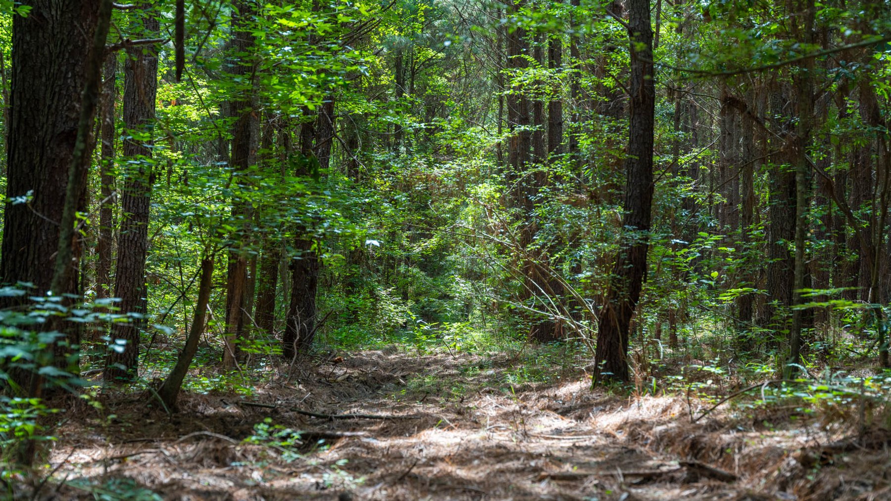 Image for 28.58+/- Total Acres -  Rental Home w/ Mature Timber - Recreational & Investment Opportunity