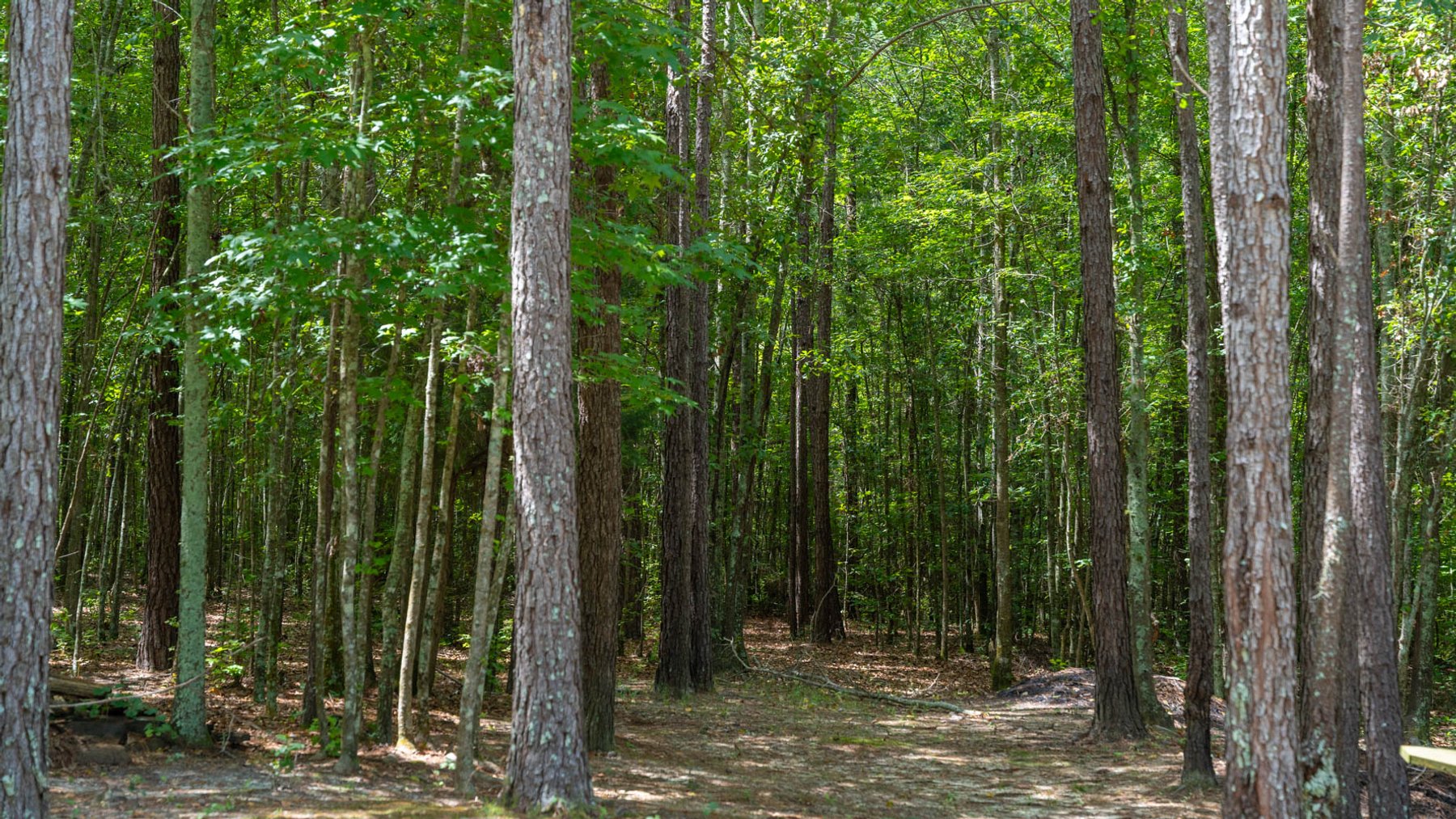 Image for 28.58+/- Total Acres -  Rental Home w/ Mature Timber - Recreational & Investment Opportunity