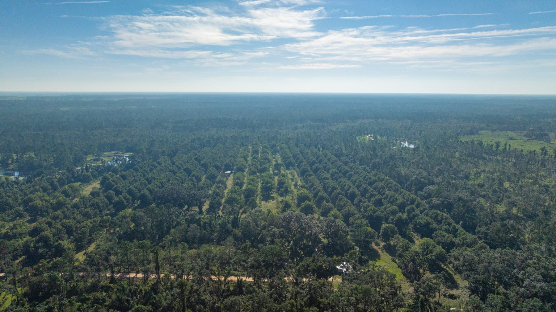 Image for 59± Acres - Owens Orchard - Mini Farm & Estate Potential - Irrigated Pecan Orchard with Wooded Uplands - Strong Investment Appeal