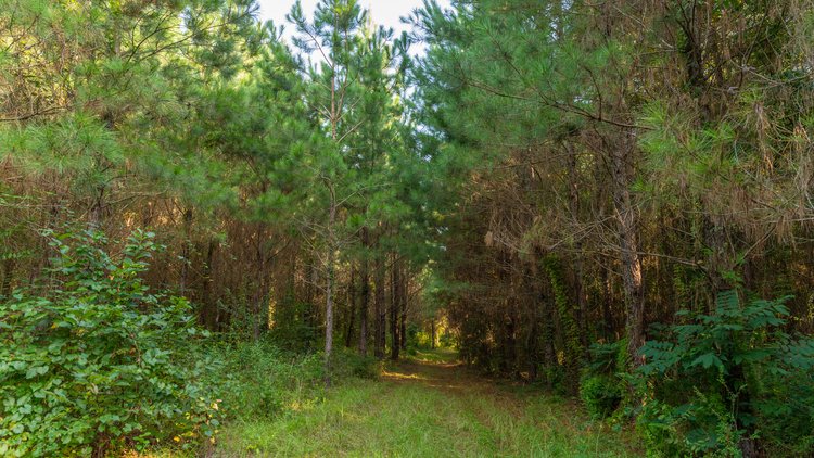 Image for 28+/- Total Acres - Versatile Land for Recreation & Living