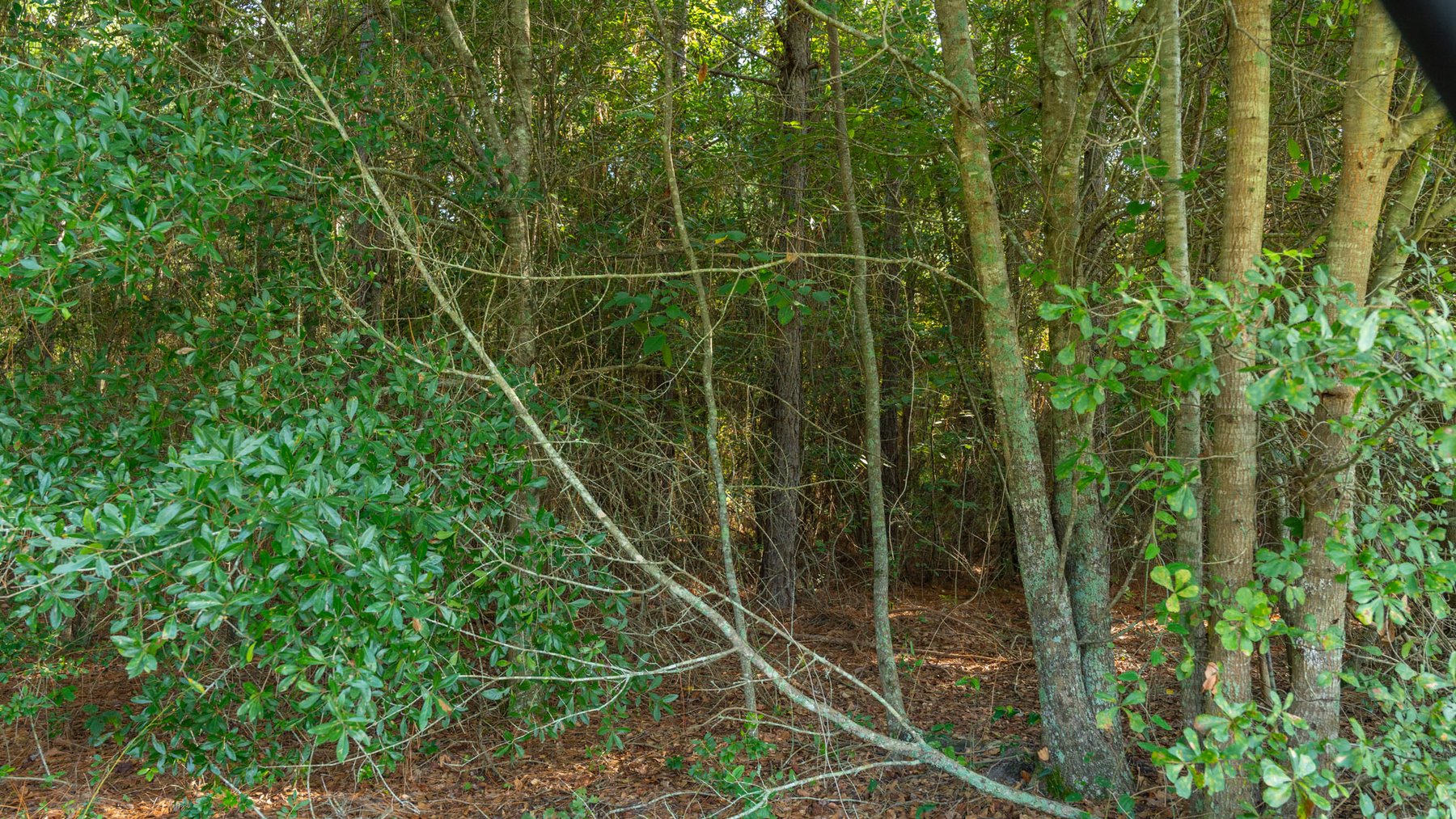 Image for 28+/- Total Acres - Versatile Land for Recreation & Living