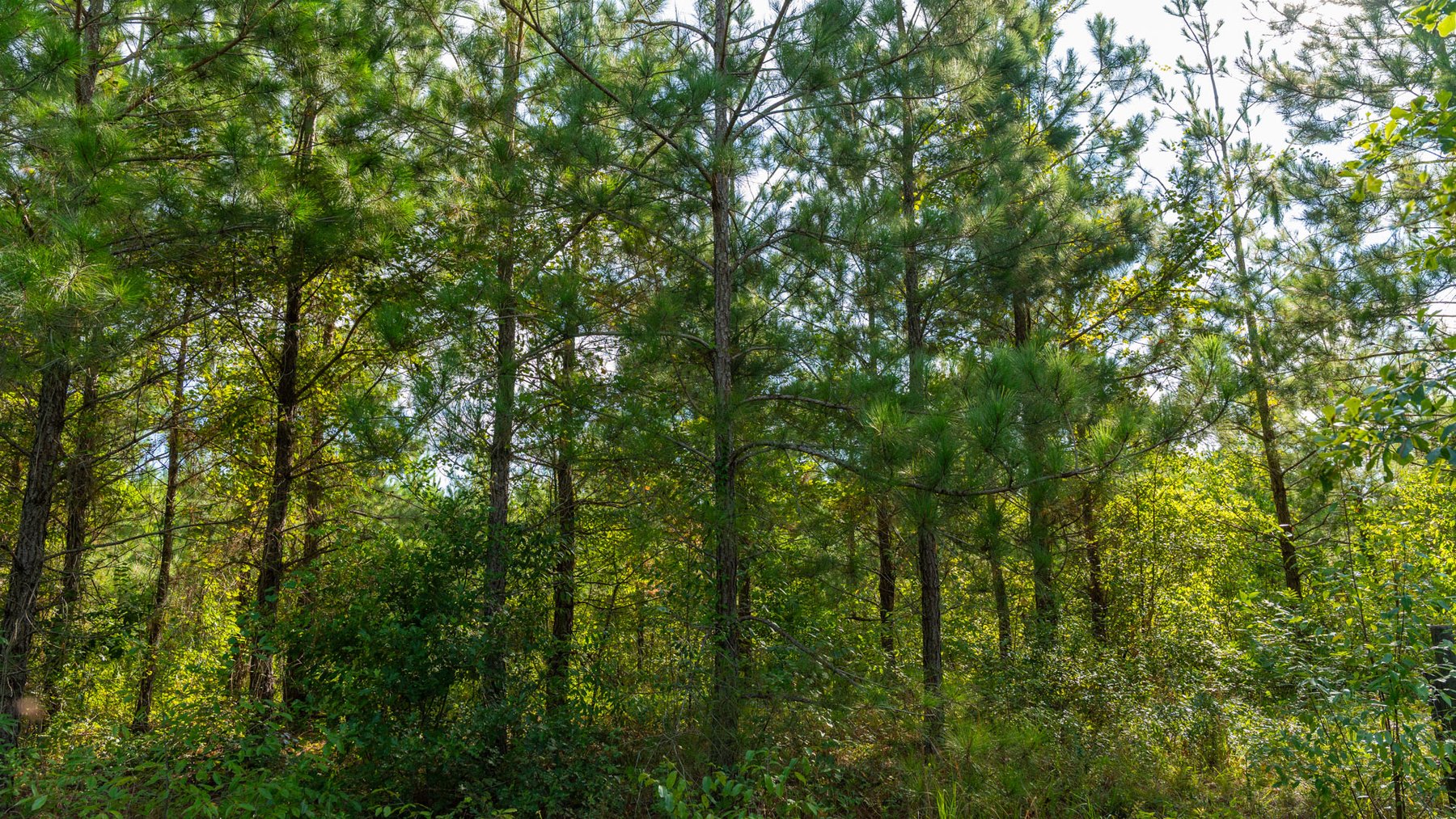 Image for 28+/- Total Acres - Versatile Land for Recreation & Living