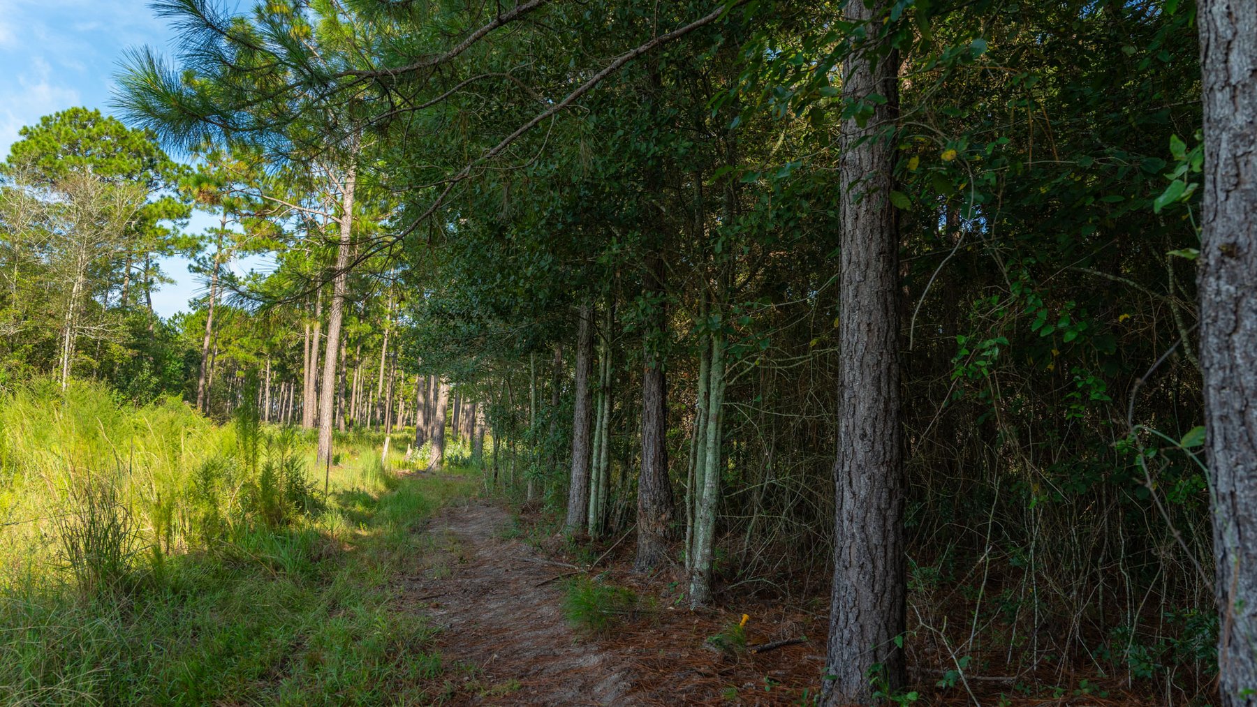 Image for 28+/- Total Acres - Versatile Land for Recreation & Living