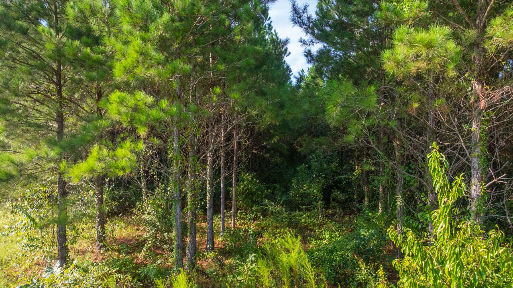 Image for 28+/- Total Acres - Versatile Land for Recreation & Living