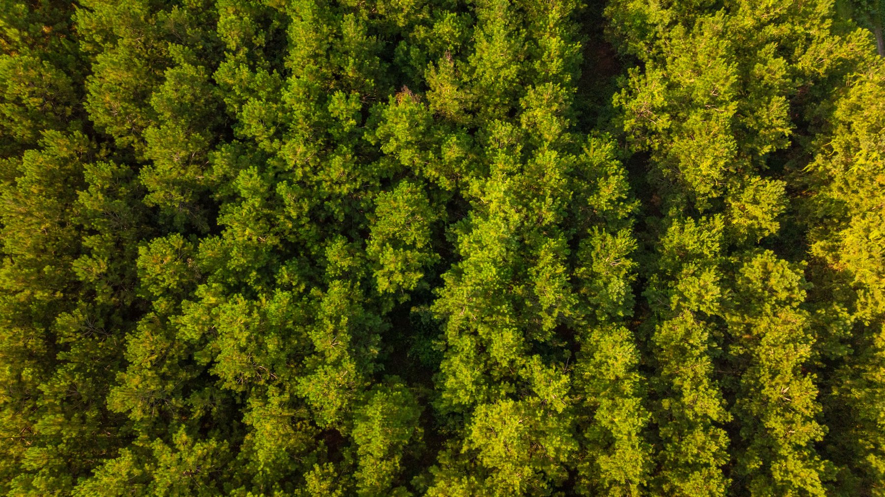 Image for 28+/- Total Acres - Versatile Land for Recreation & Living