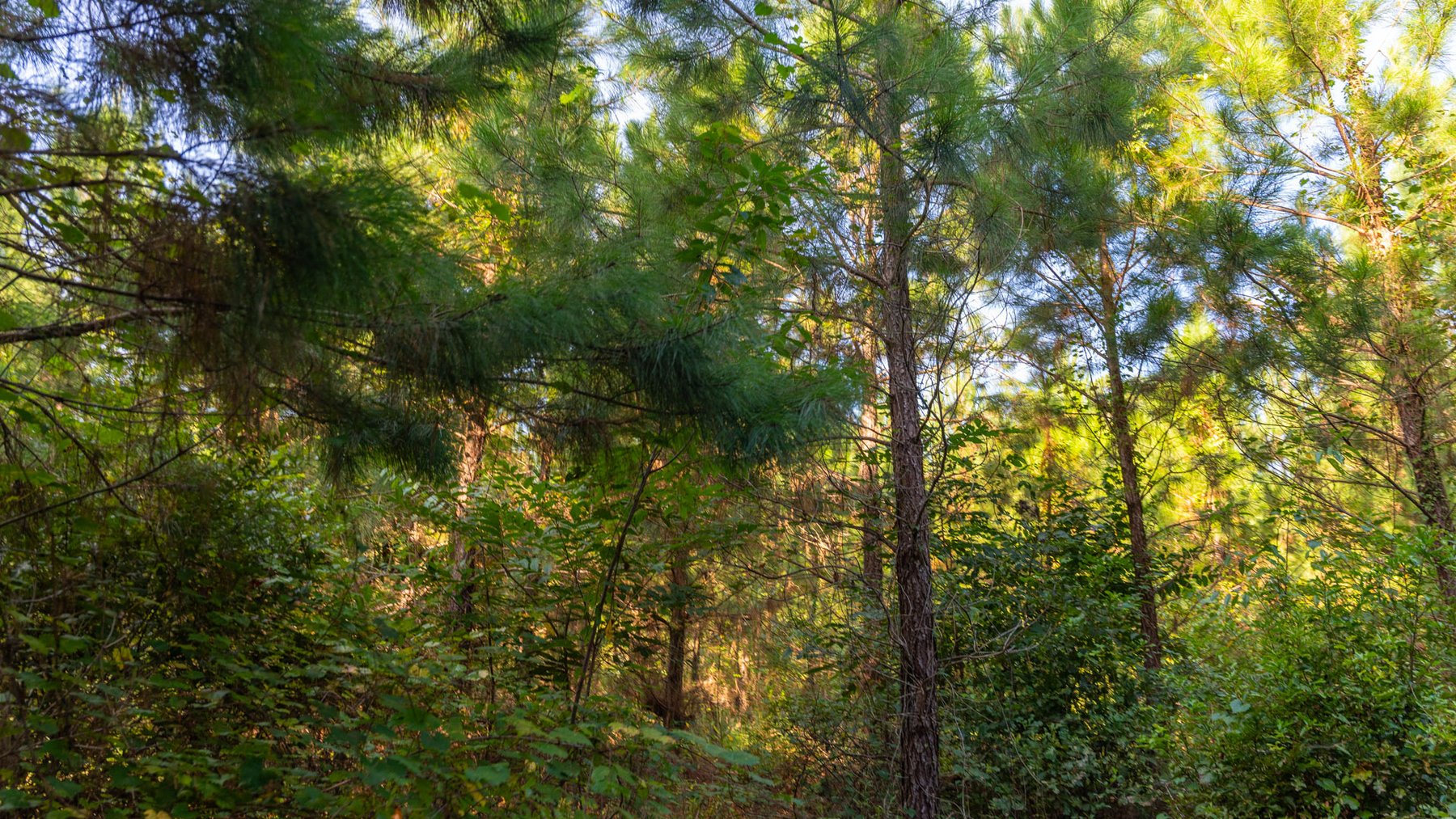 Image for 28+/- Total Acres - Versatile Land for Recreation & Living