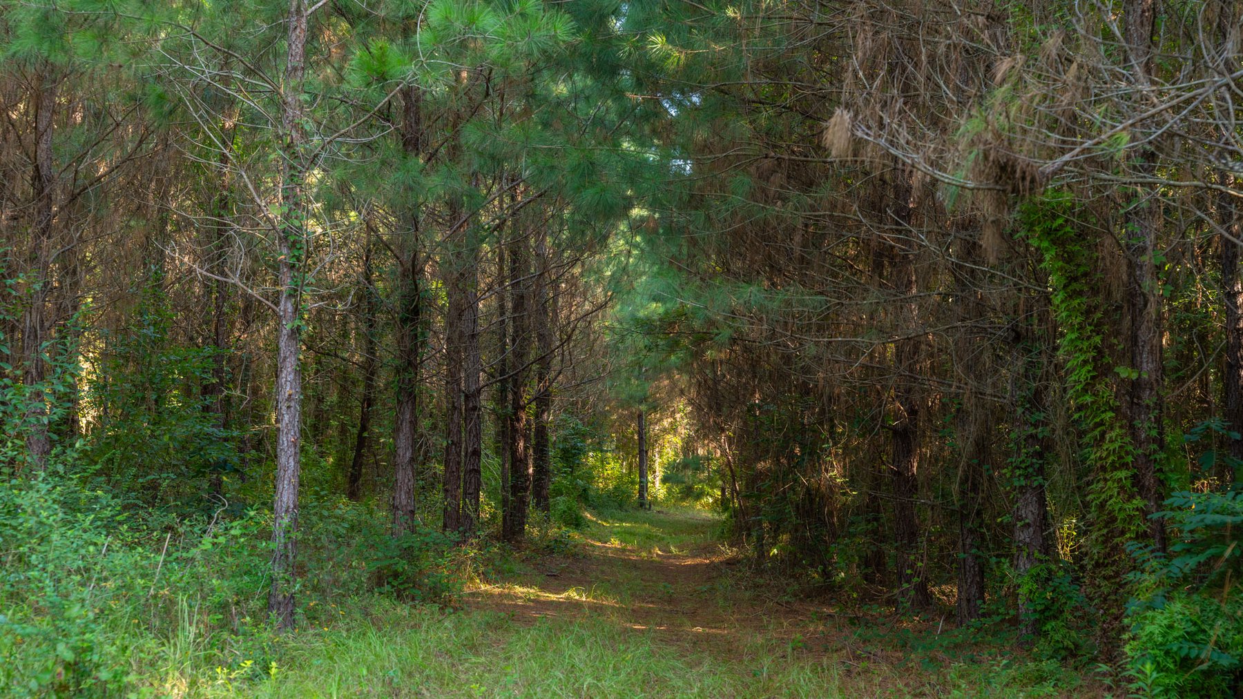 Image for 28+/- Total Acres - Versatile Land for Recreation & Living