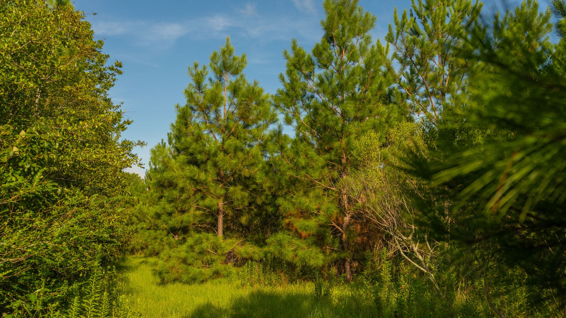 Image for 28+/- Total Acres - Versatile Land for Recreation & Living