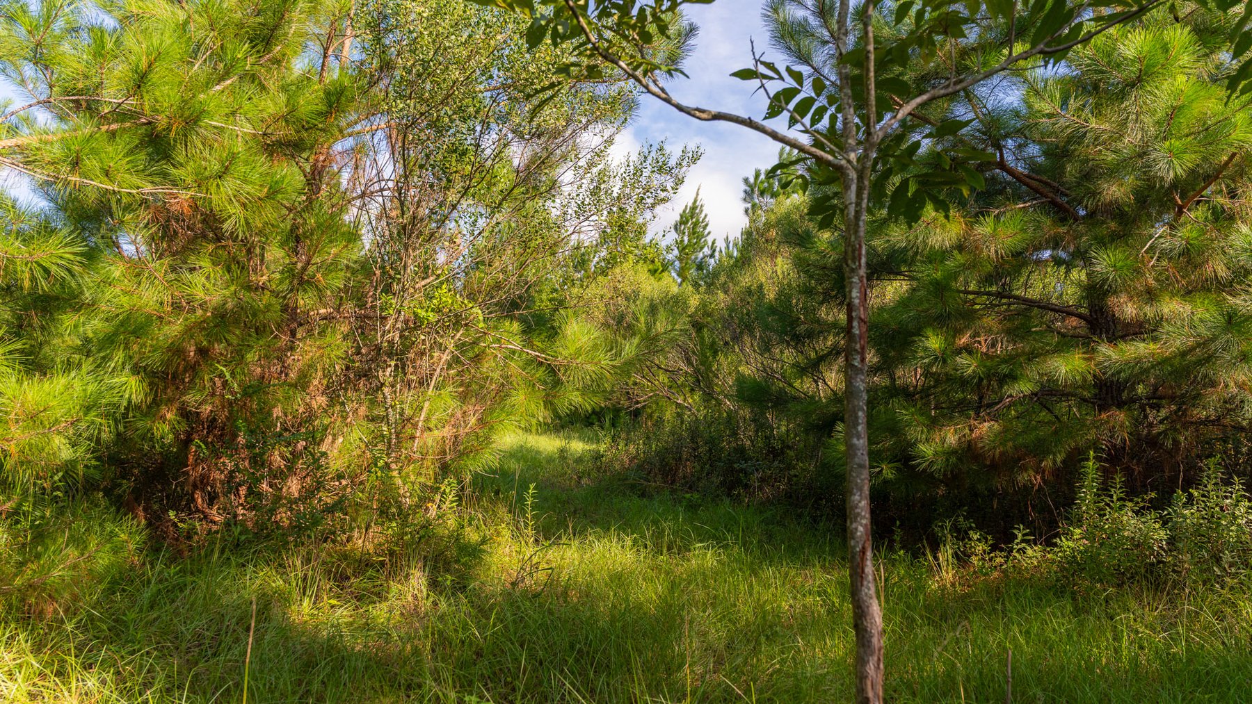 Image for 28+/- Total Acres - Versatile Land for Recreation & Living