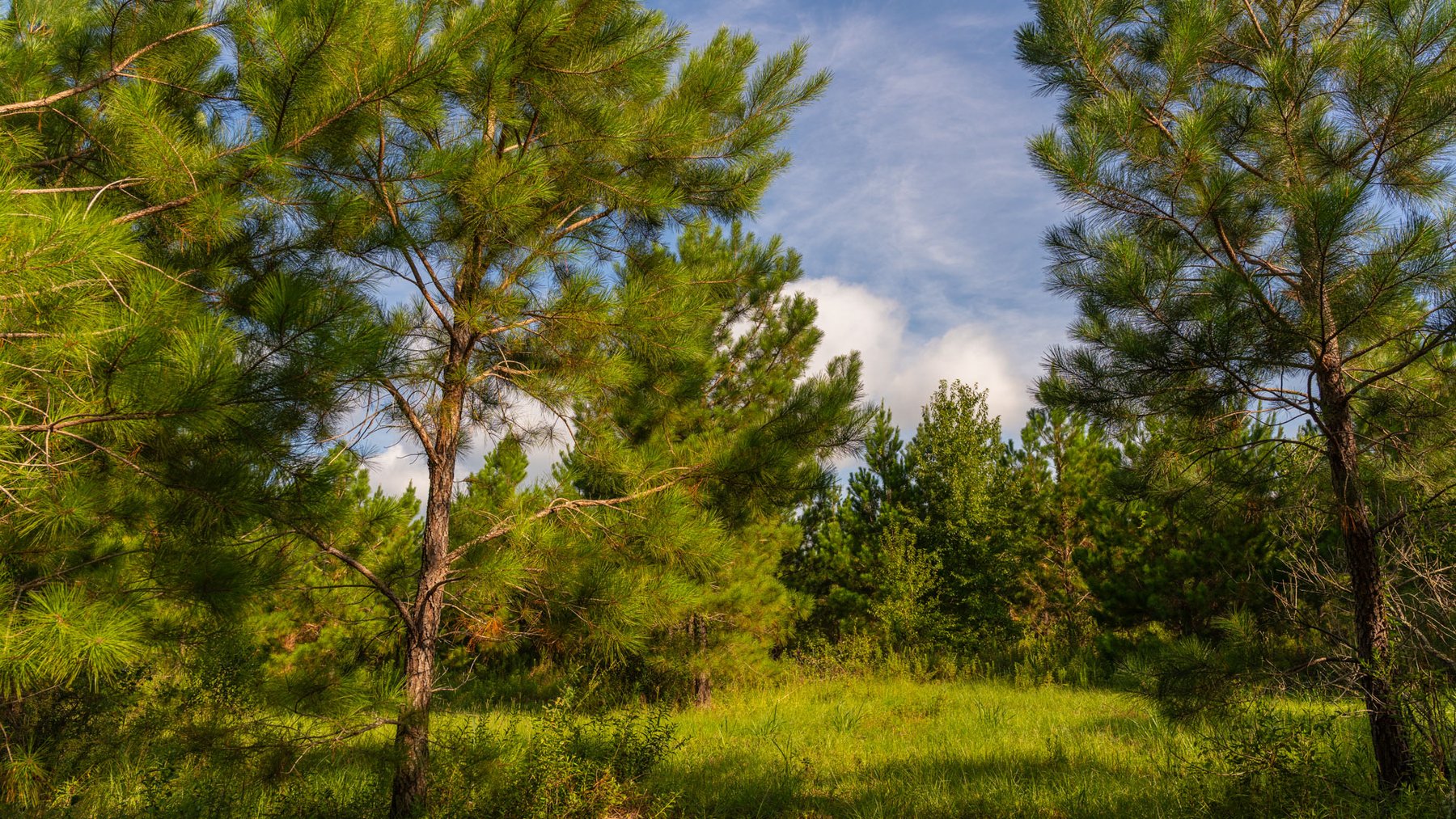 Image for 28+/- Total Acres - Versatile Land for Recreation & Living