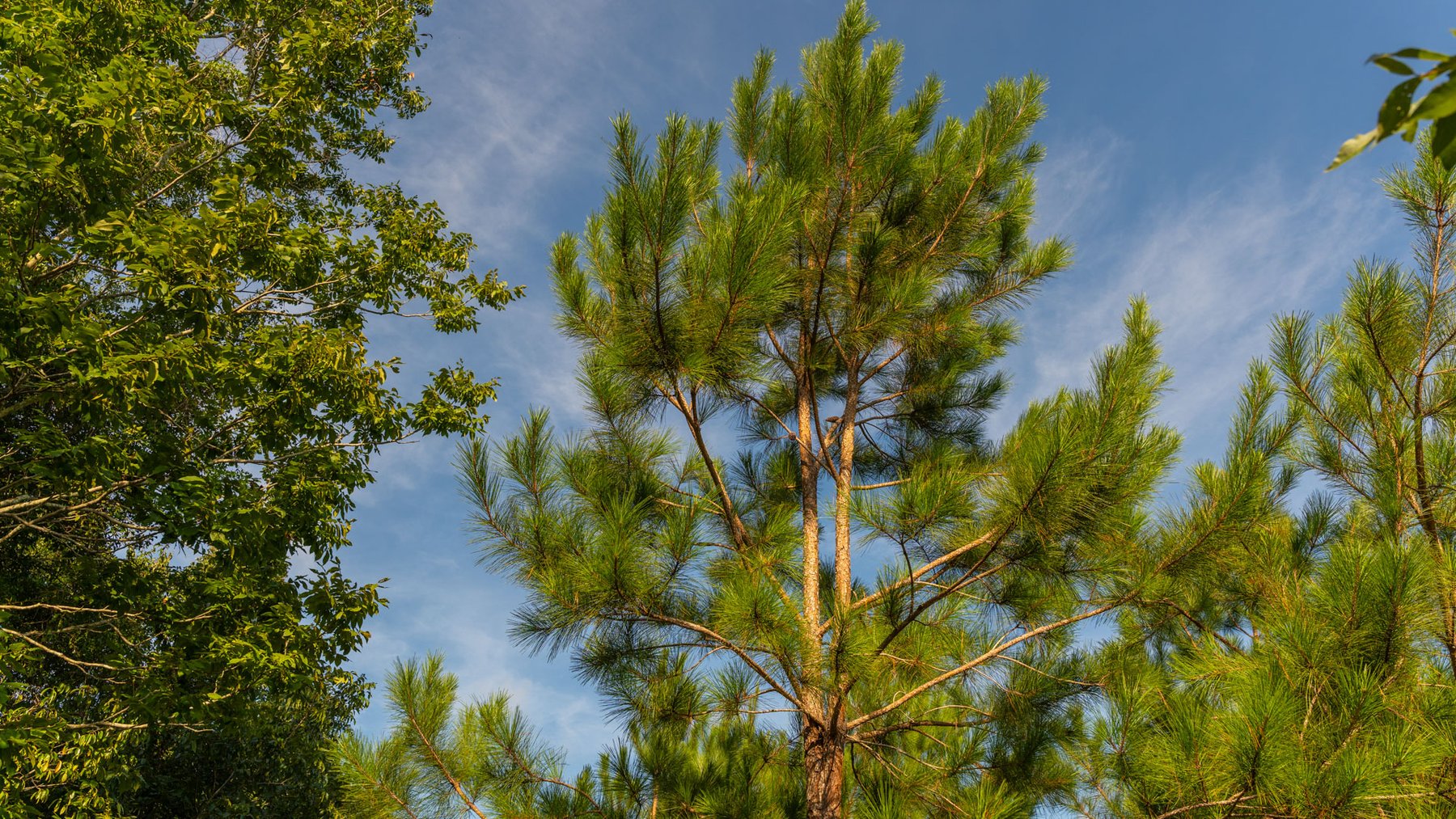 Image for 28+/- Total Acres - Versatile Land for Recreation & Living