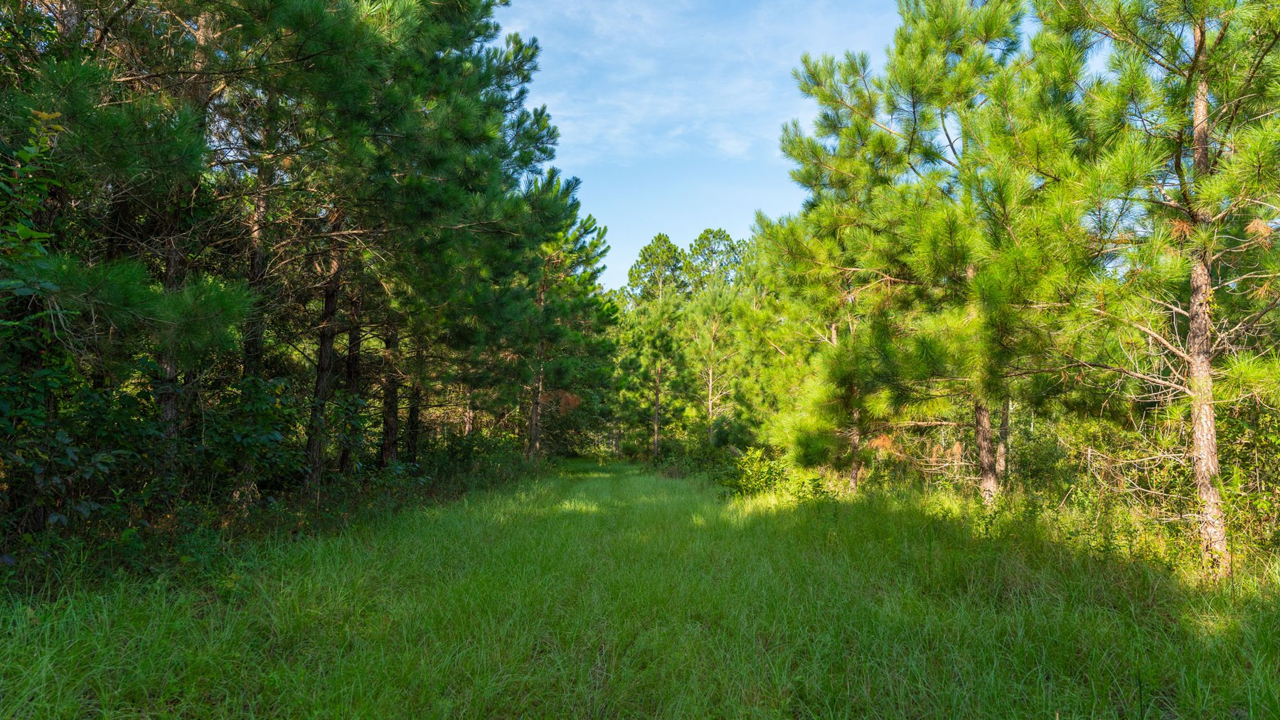 Image for 28+/- Total Acres - Versatile Land for Recreation & Living