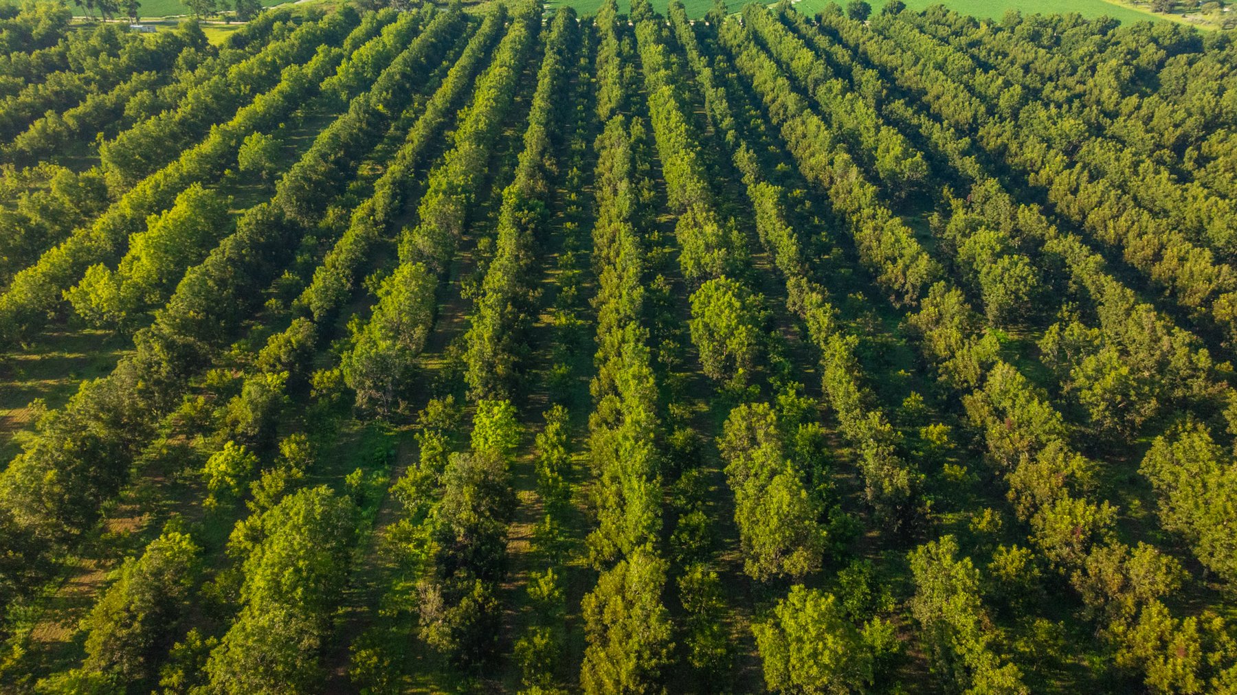 Image for 440± Acres - 7 Rock & Ganas Orchard - Exceptional Road Frontage w/ Mini-Farm Potential & Residential Lots - Irrigated Pecan Orchard with Strong Varieties