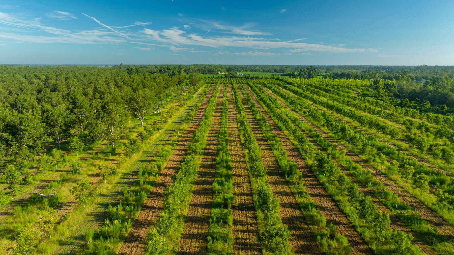 Image for 440± Acres - 7 Rock & Ganas Orchard - Exceptional Road Frontage w/ Mini-Farm Potential & Residential Lots - Irrigated Pecan Orchard with Strong Varieties