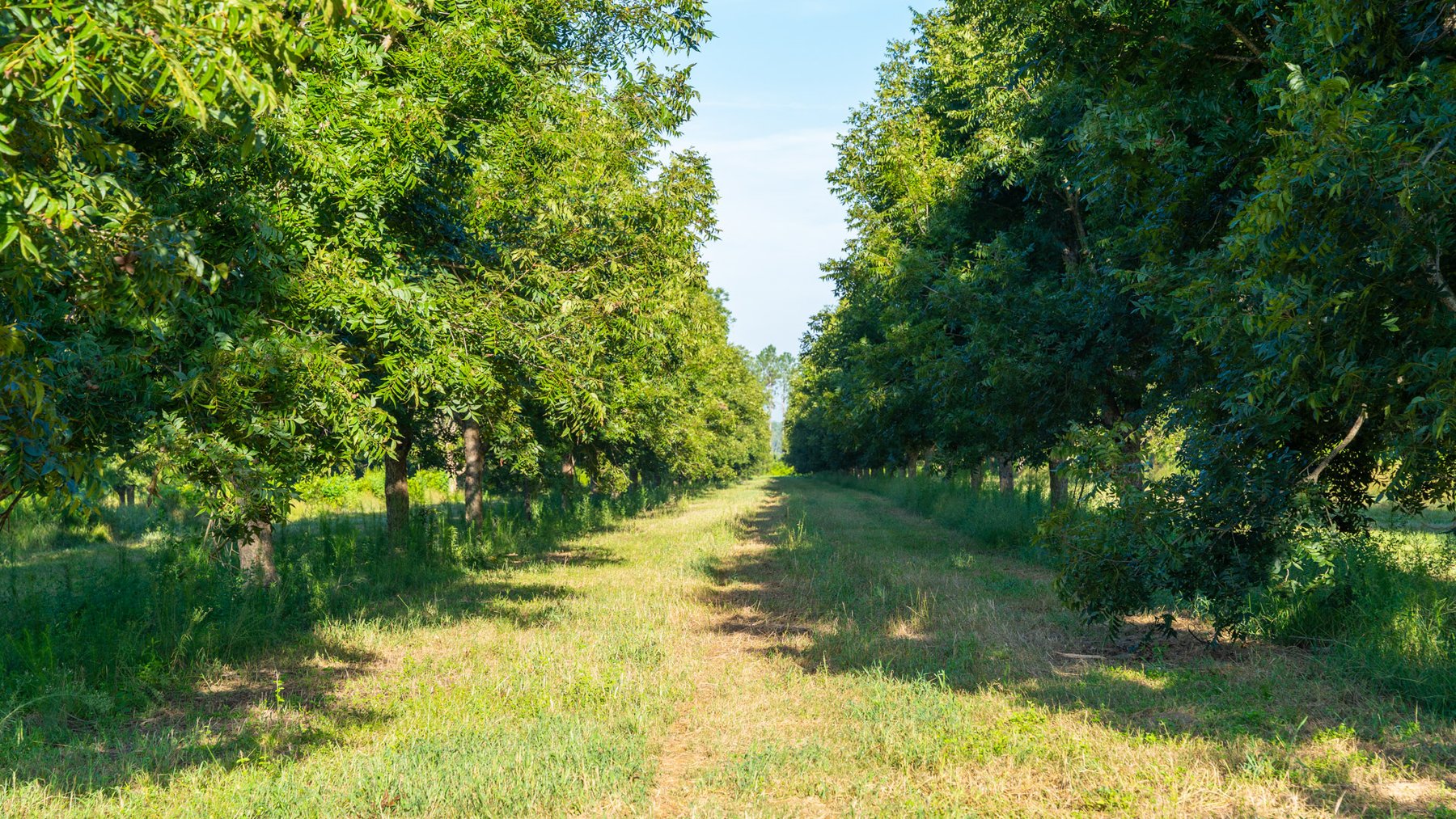 Image for 440± Acres - 7 Rock & Ganas Orchard - Exceptional Road Frontage w/ Mini-Farm Potential & Residential Lots - Irrigated Pecan Orchard with Strong Varieties