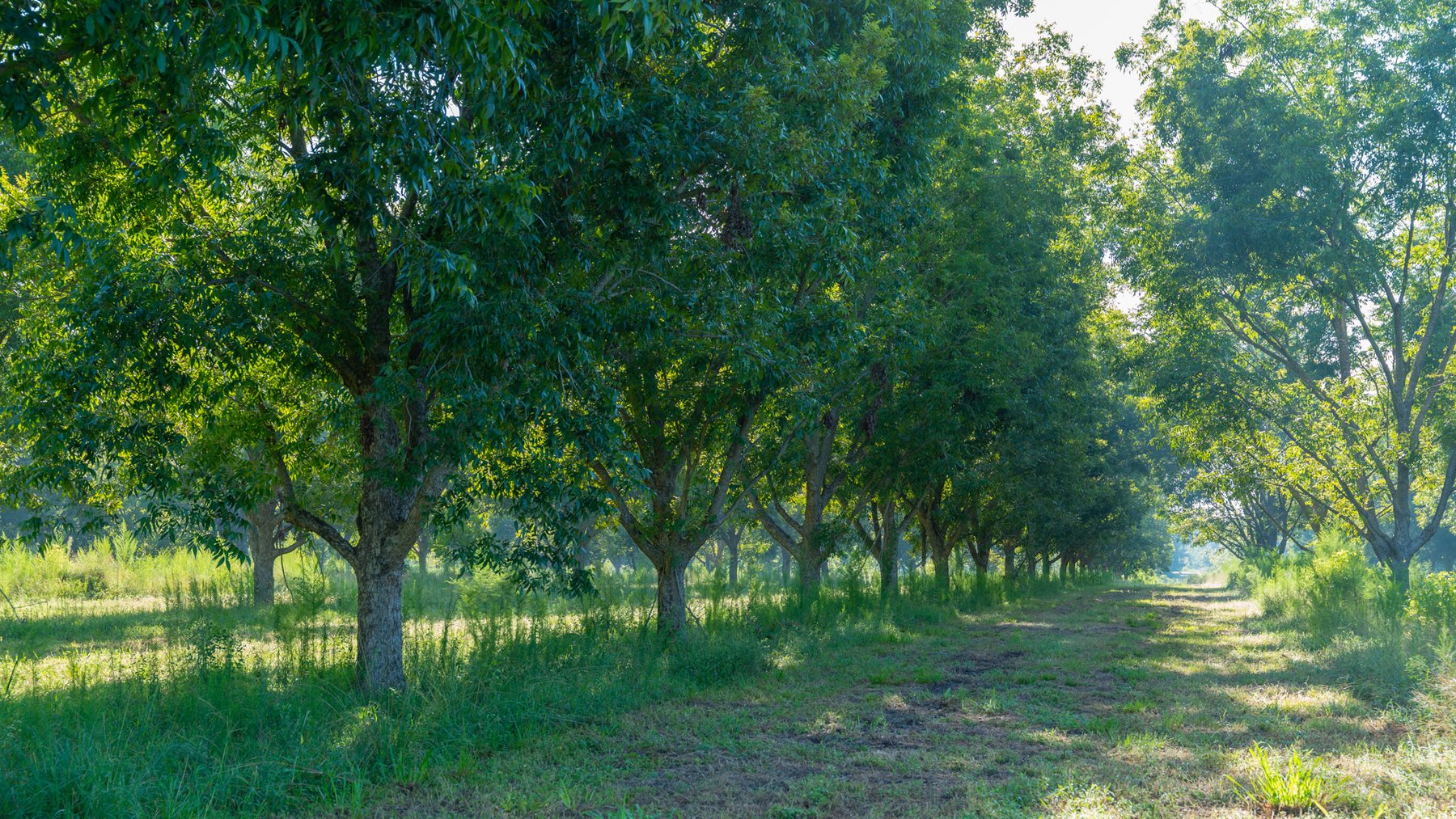 Image for 440± Acres - 7 Rock & Ganas Orchard - Exceptional Road Frontage w/ Mini-Farm Potential & Residential Lots - Irrigated Pecan Orchard with Strong Varieties