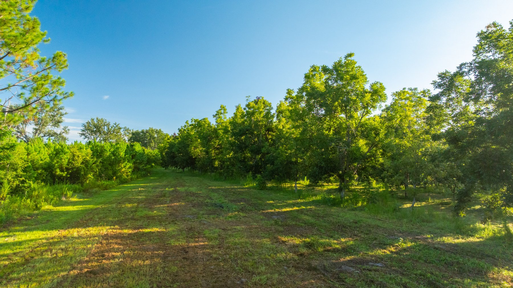 Image for 440± Acres - 7 Rock & Ganas Orchard - Exceptional Road Frontage w/ Mini-Farm Potential & Residential Lots - Irrigated Pecan Orchard with Strong Varieties