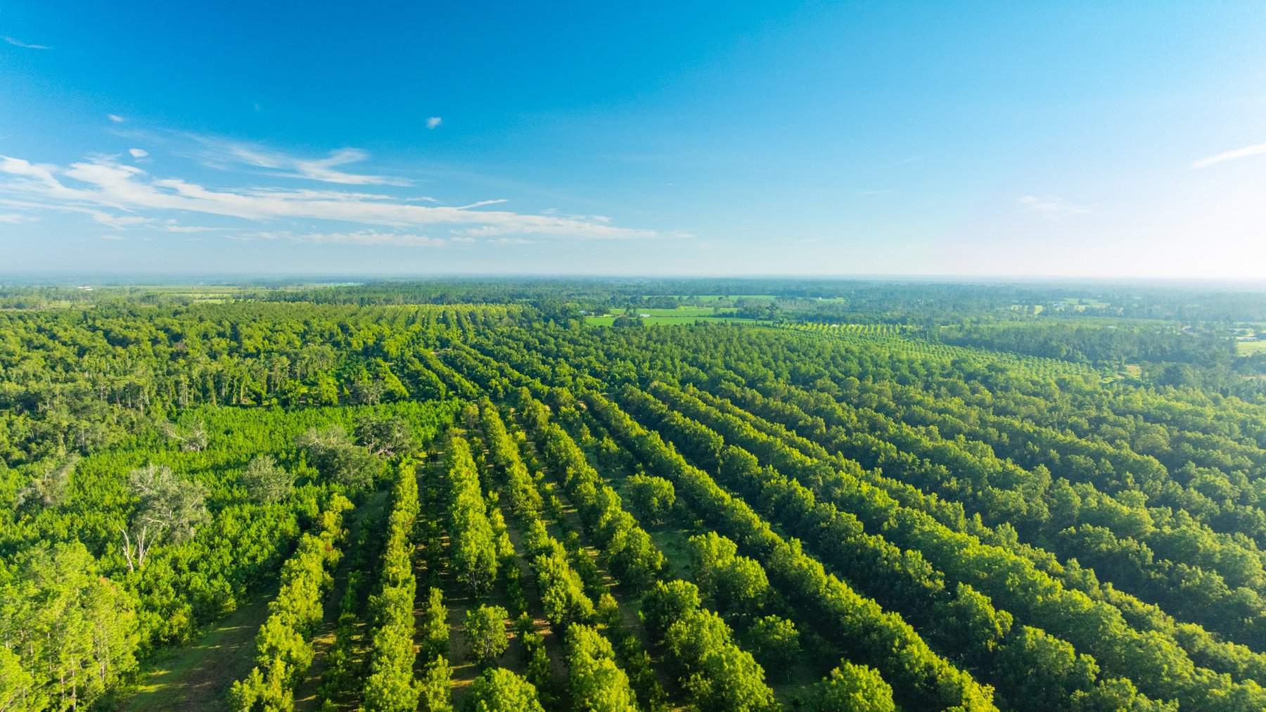 Image for 440± Acres - 7 Rock & Ganas Orchard - Exceptional Road Frontage w/ Mini-Farm Potential & Residential Lots - Irrigated Pecan Orchard with Strong Varieties