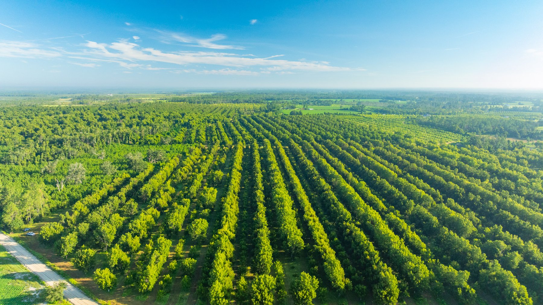 Image for 440± Acres - 7 Rock & Ganas Orchard - Exceptional Road Frontage w/ Mini-Farm Potential & Residential Lots - Irrigated Pecan Orchard with Strong Varieties